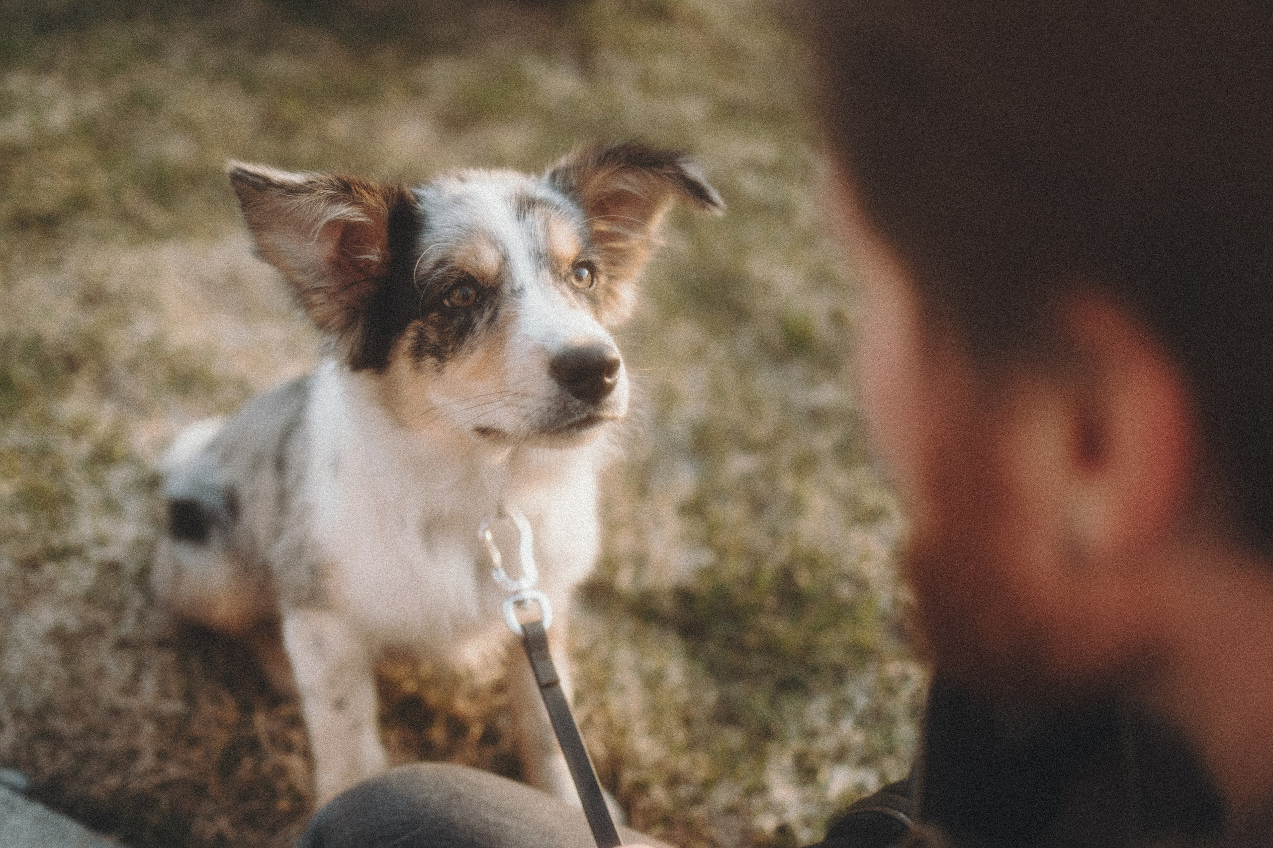 Балу и Илья. Фотограф анималист Анастасия Пикей