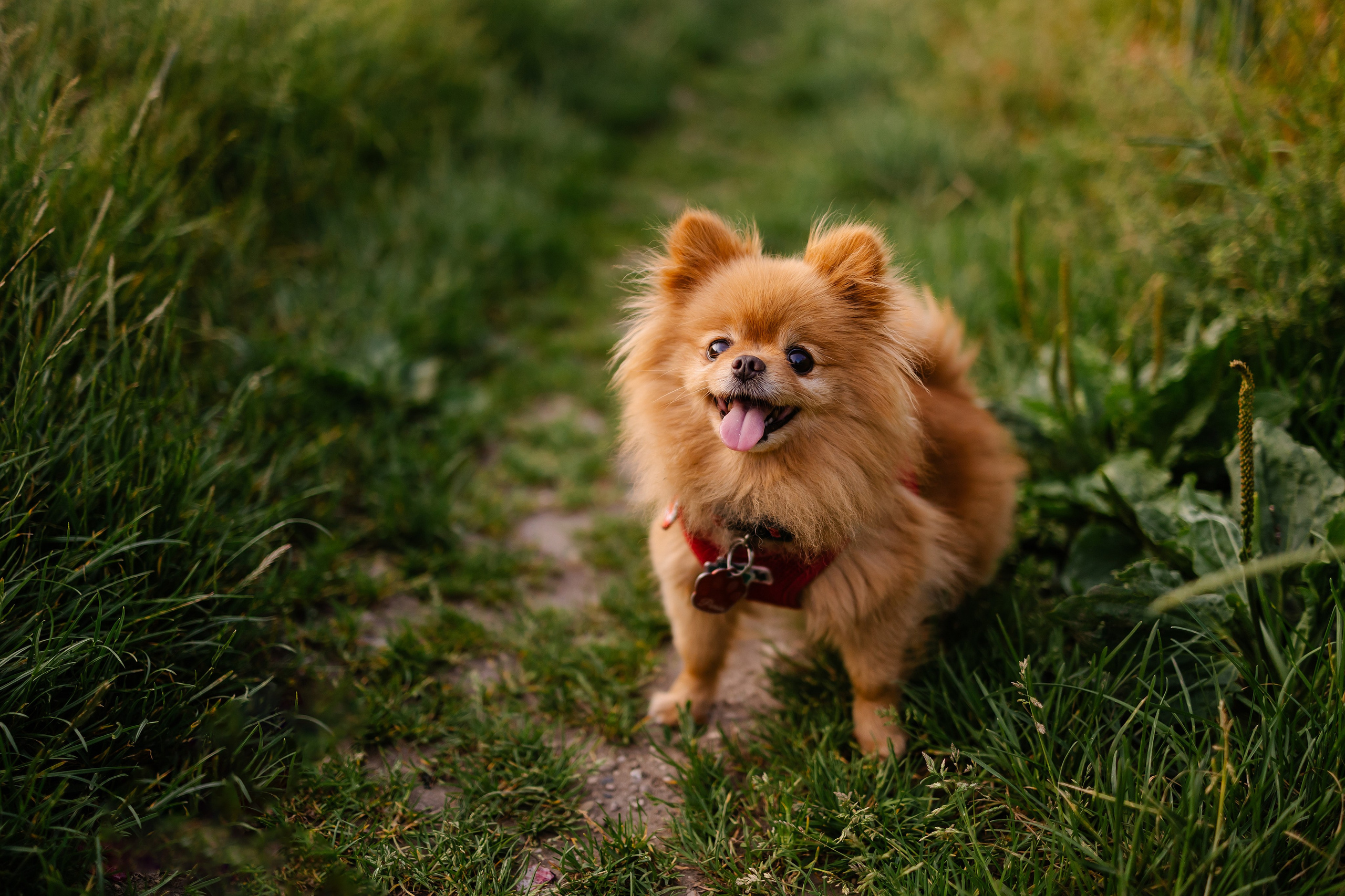 Hundeshooting / Hundefotografie. Fotografin in München Dasha Antipina