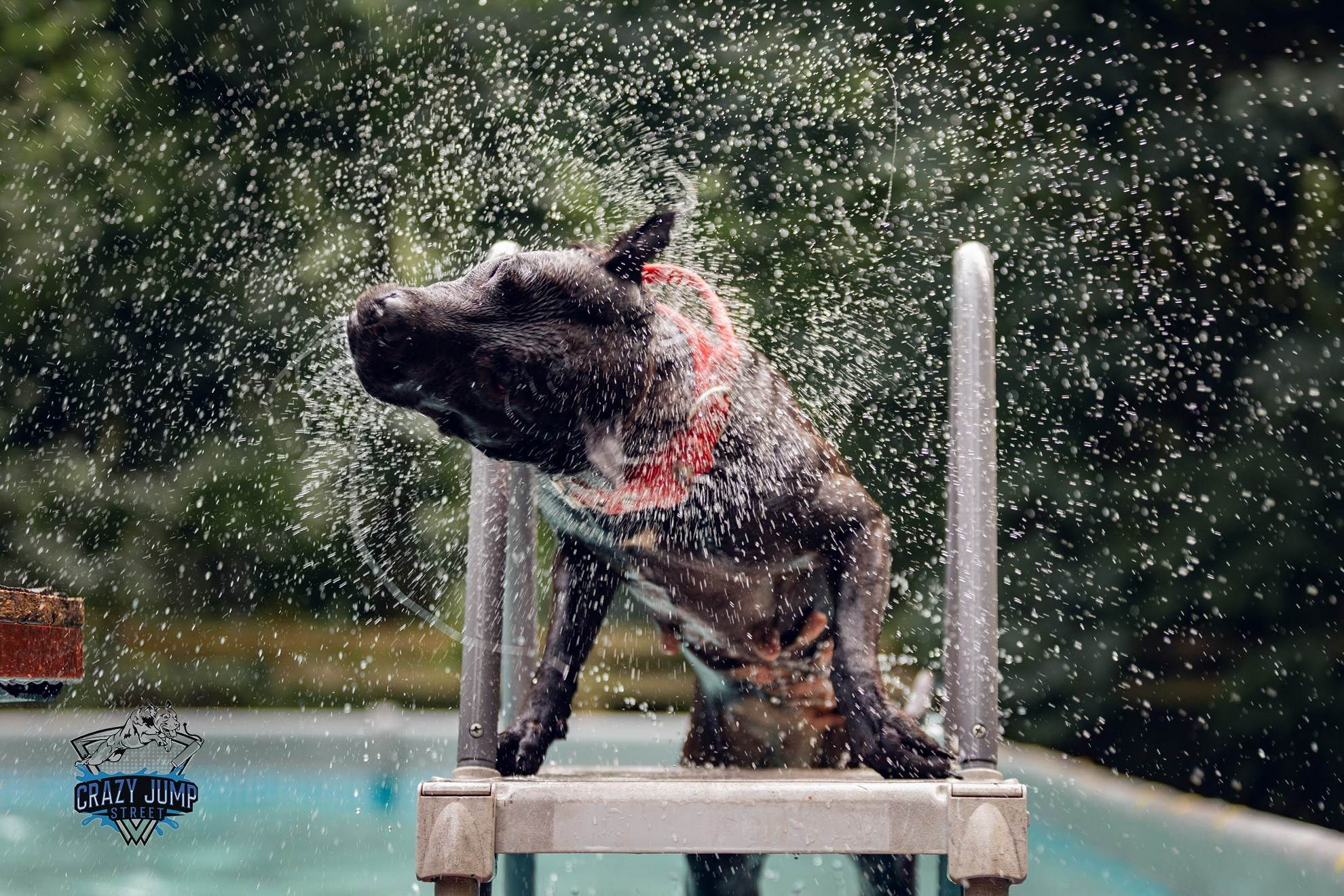 Собаки, спорт, Док дайвинг. Свадебный и репортажный фотограф в Москве и Московской области