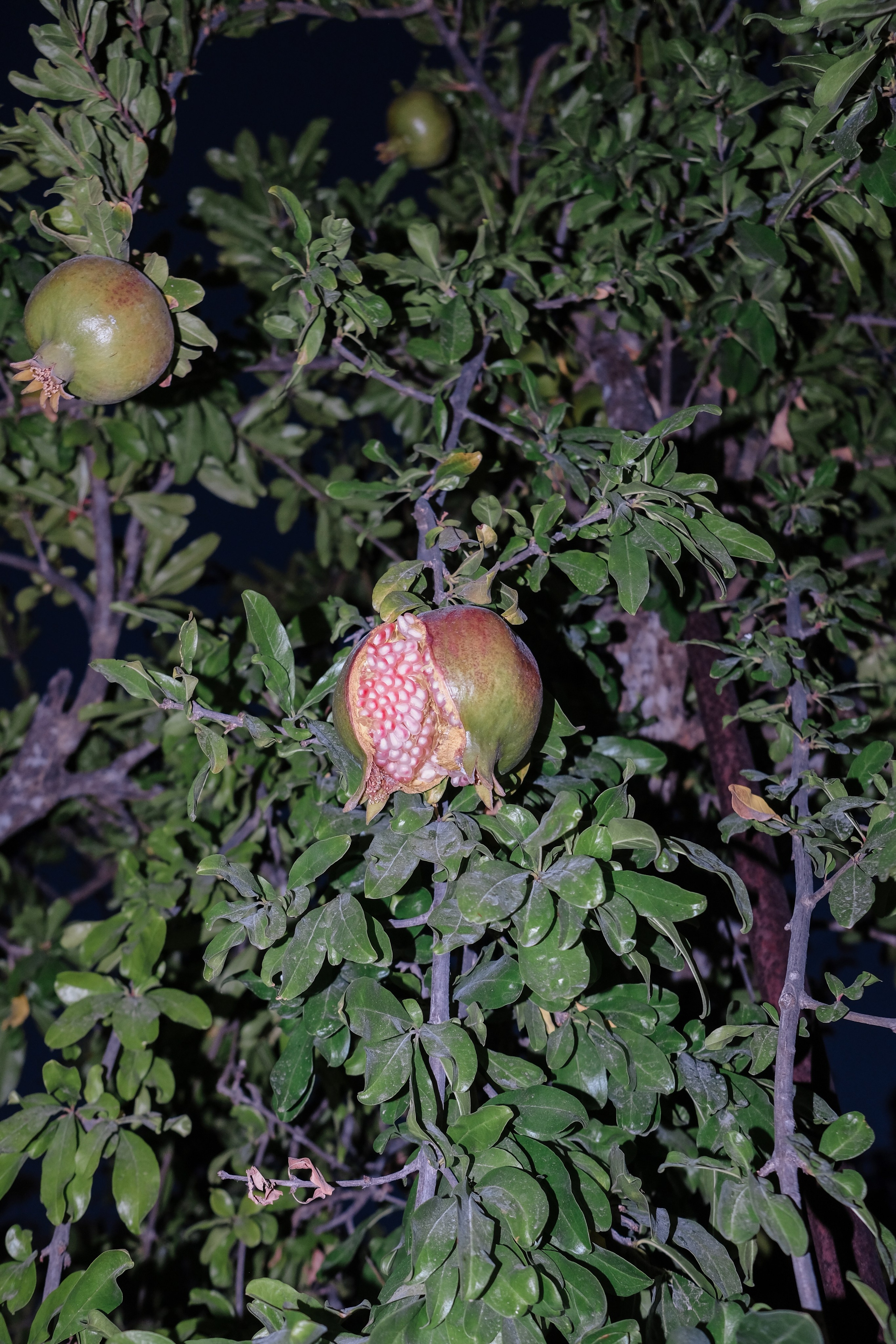 Portraits. Фотограф Ника Оксенчук