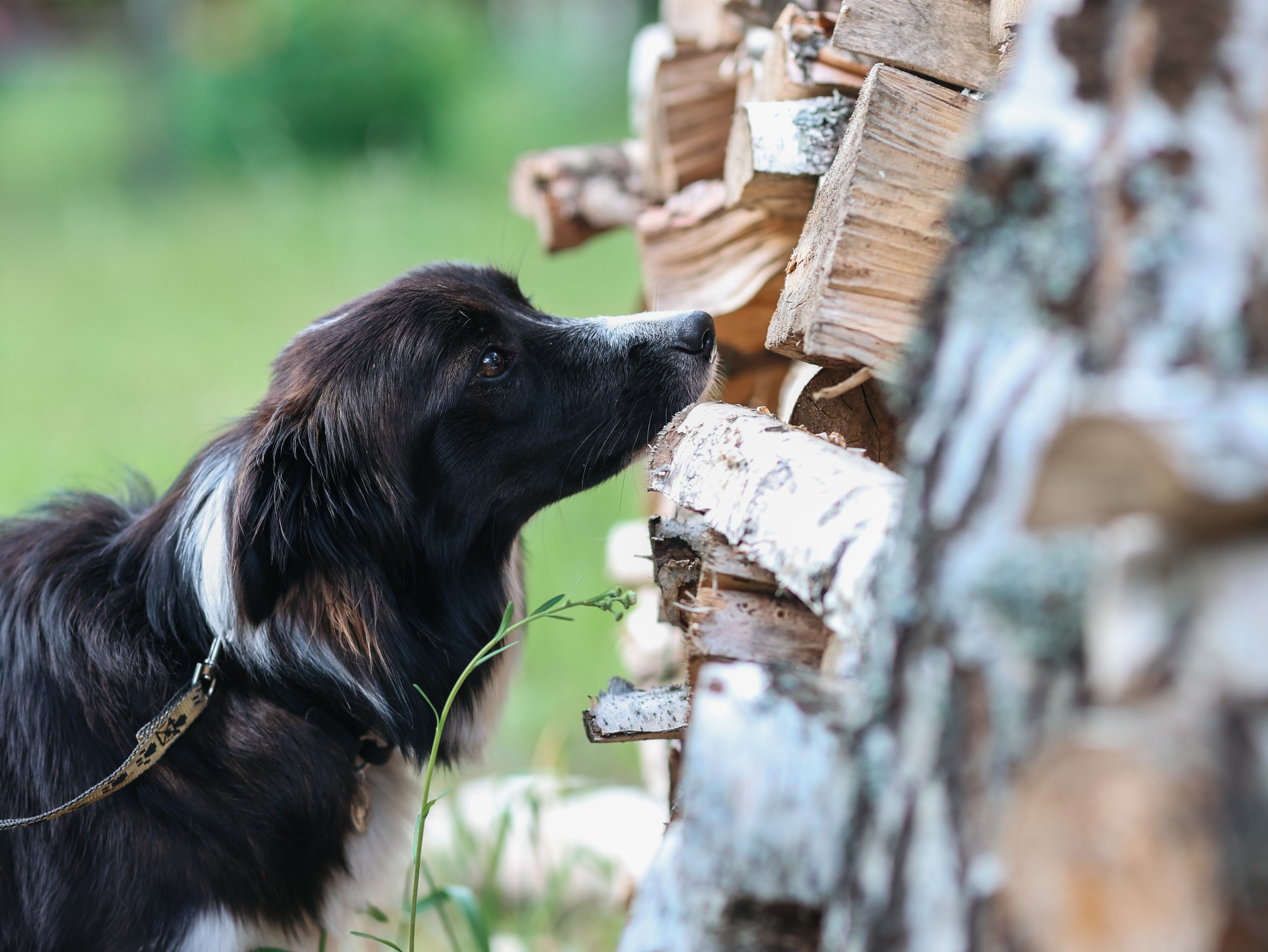 Лагерь ноузворк. Фотограф-анималист в Москве Кириллова Татьяна