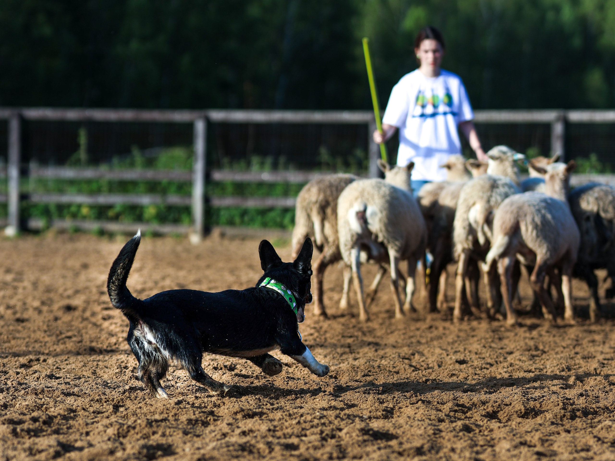 Пастьба. Фотограф-анималист в Москве Кириллова Татьяна