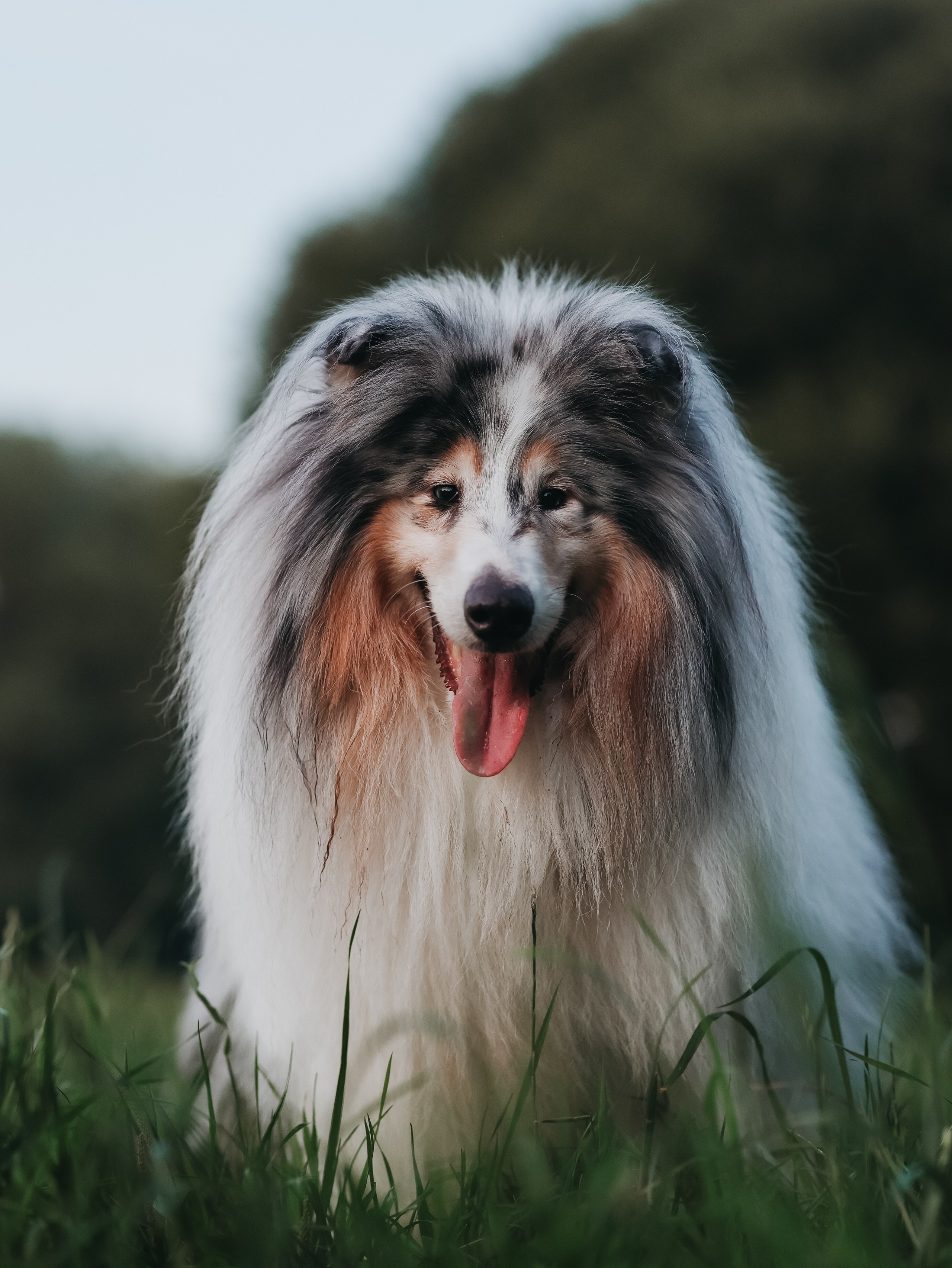 Гранд и Инга. Фотограф-анималист в Москве Кириллова Татьяна