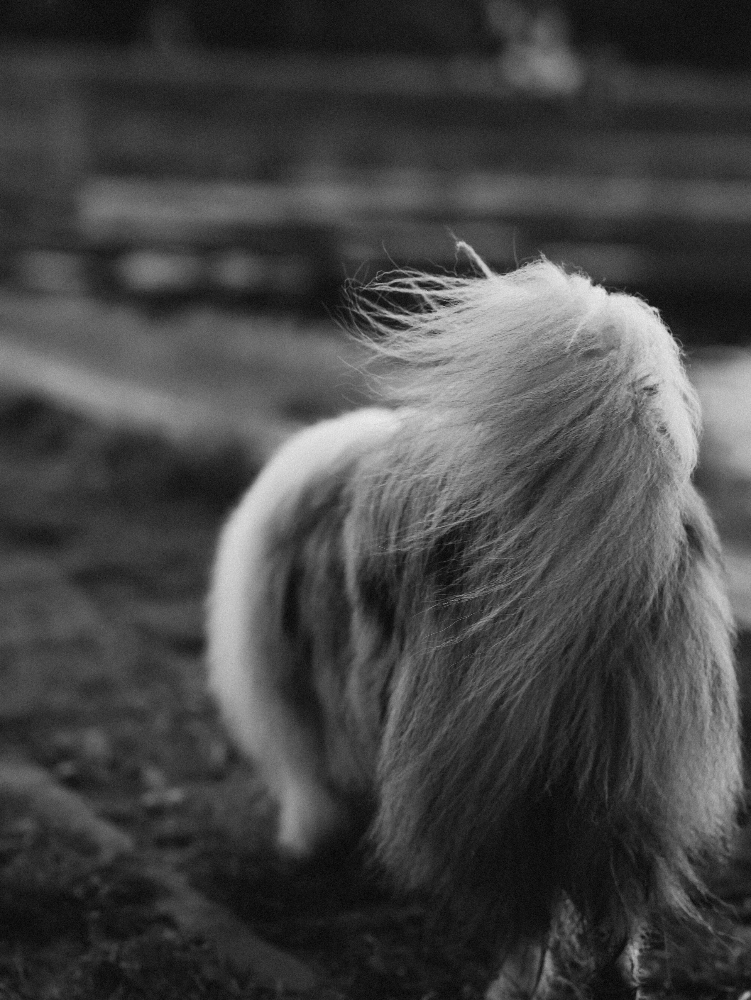 Гранд и Инга. Фотограф-анималист в Москве Кириллова Татьяна