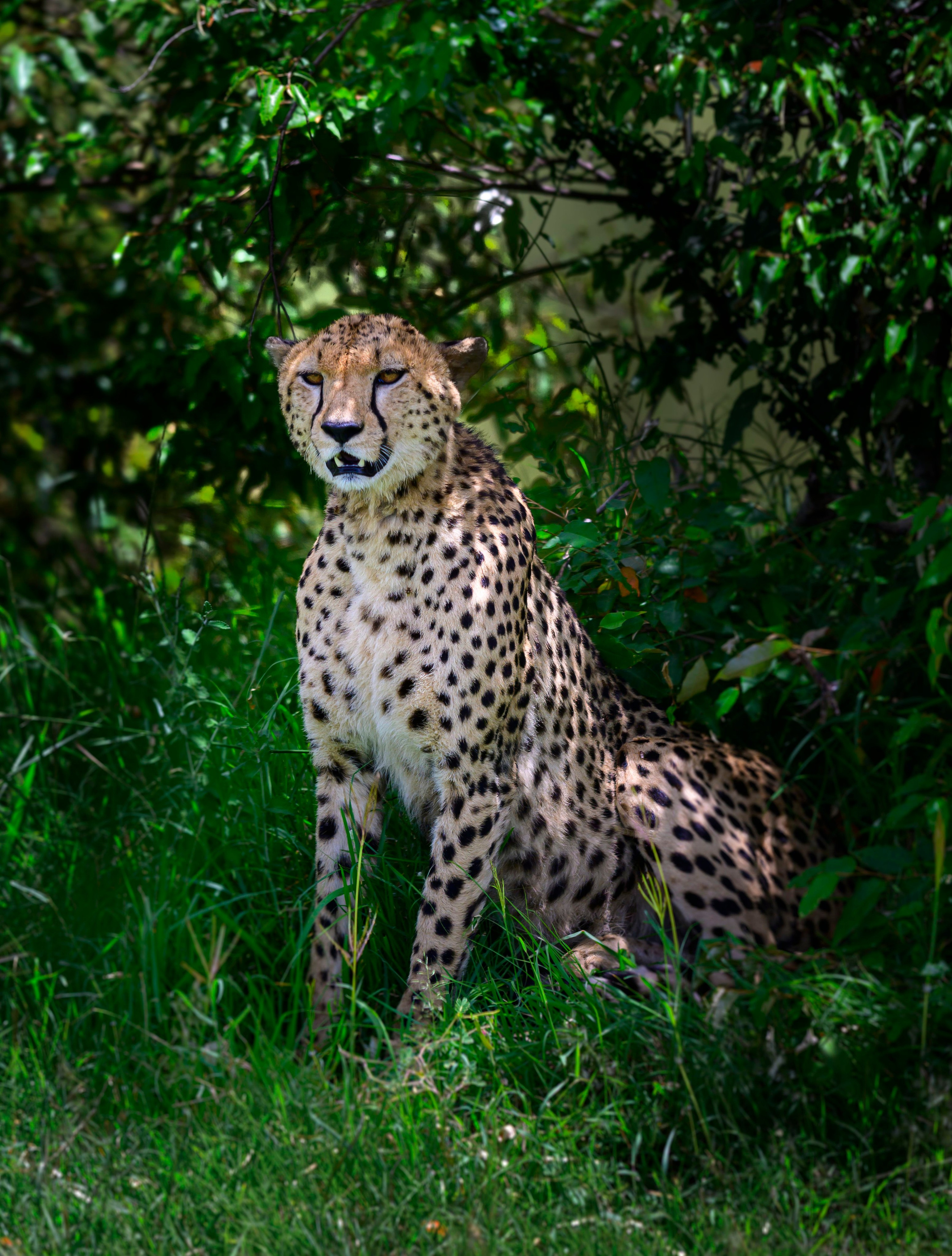 Кения. Wildlife photography by Sergey Puponin