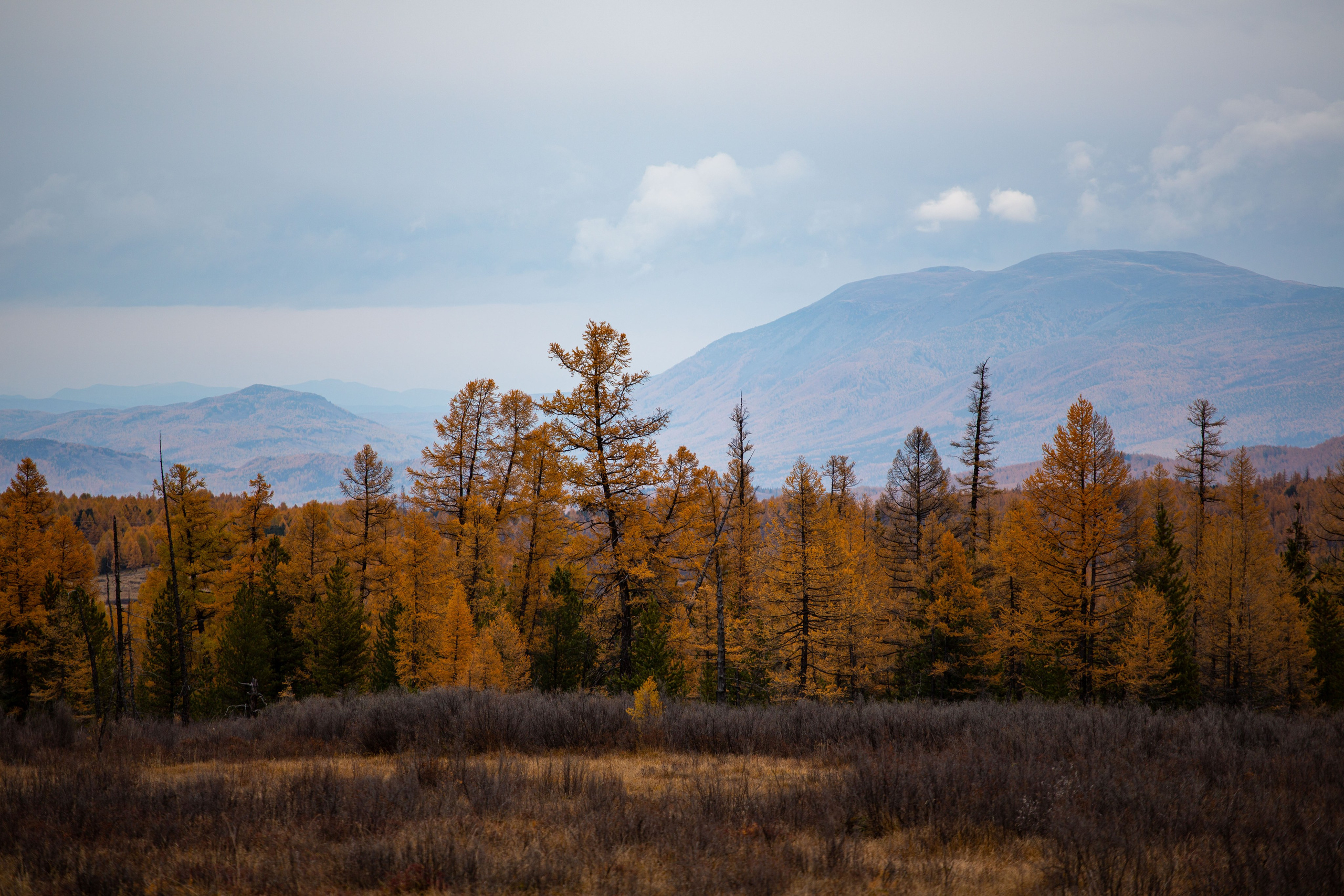 Россия. Алтай. Добродеева Алла фотограф, Москва