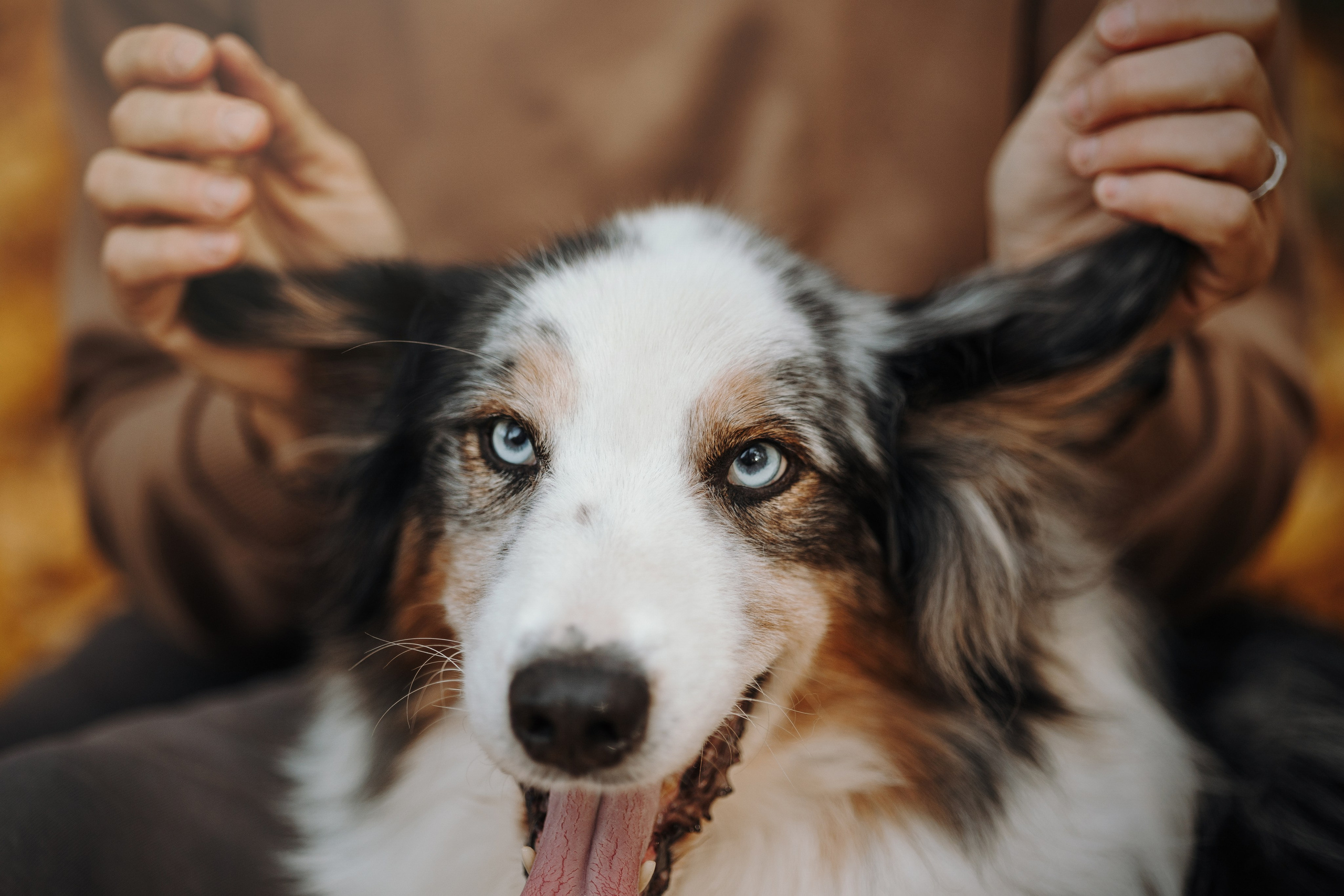 Бэстик и Ирина. Фотограф — Анималист | Санкт-Петербург