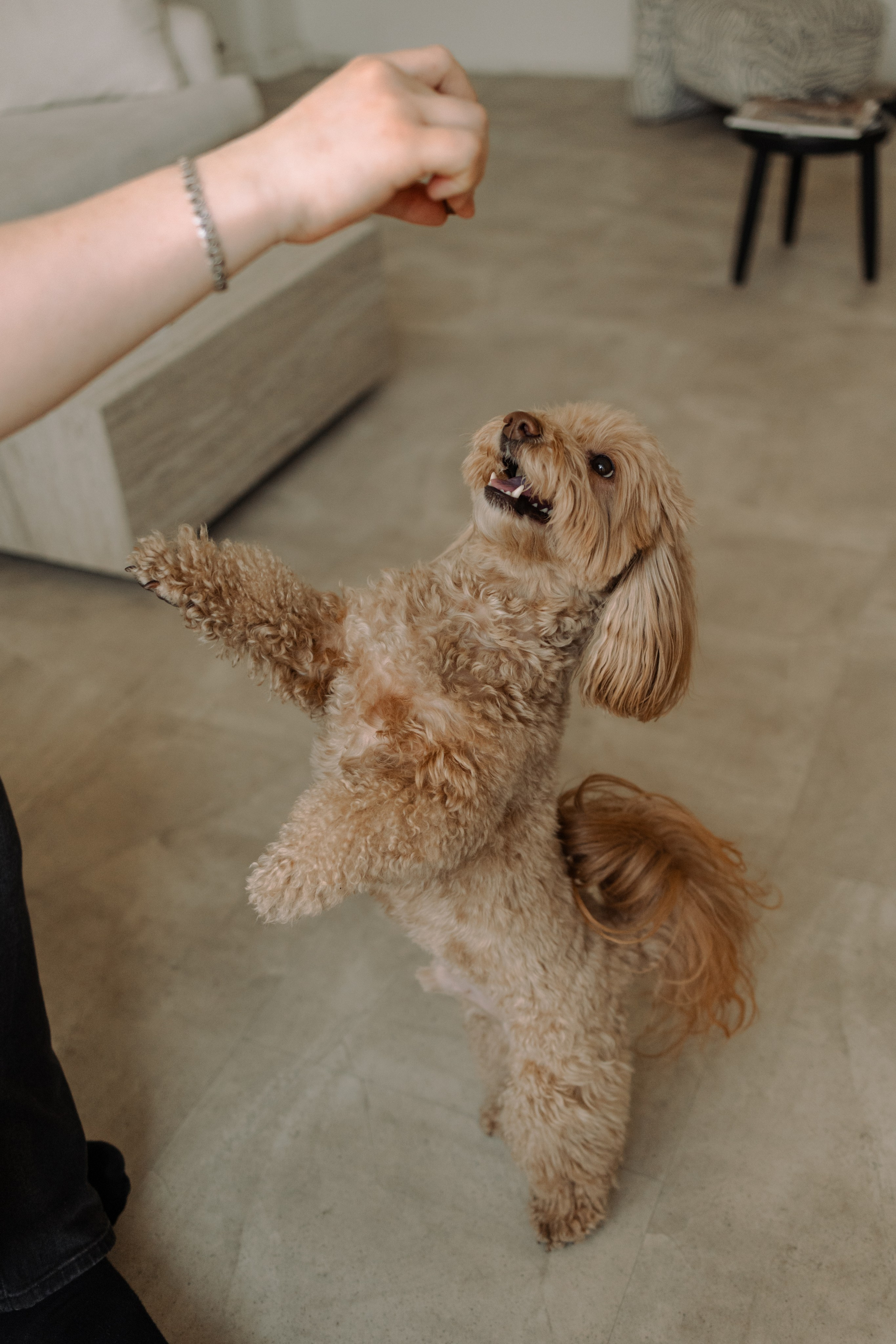 Шкипер и его семья. Фотограф — Анималист | Санкт-Петербург