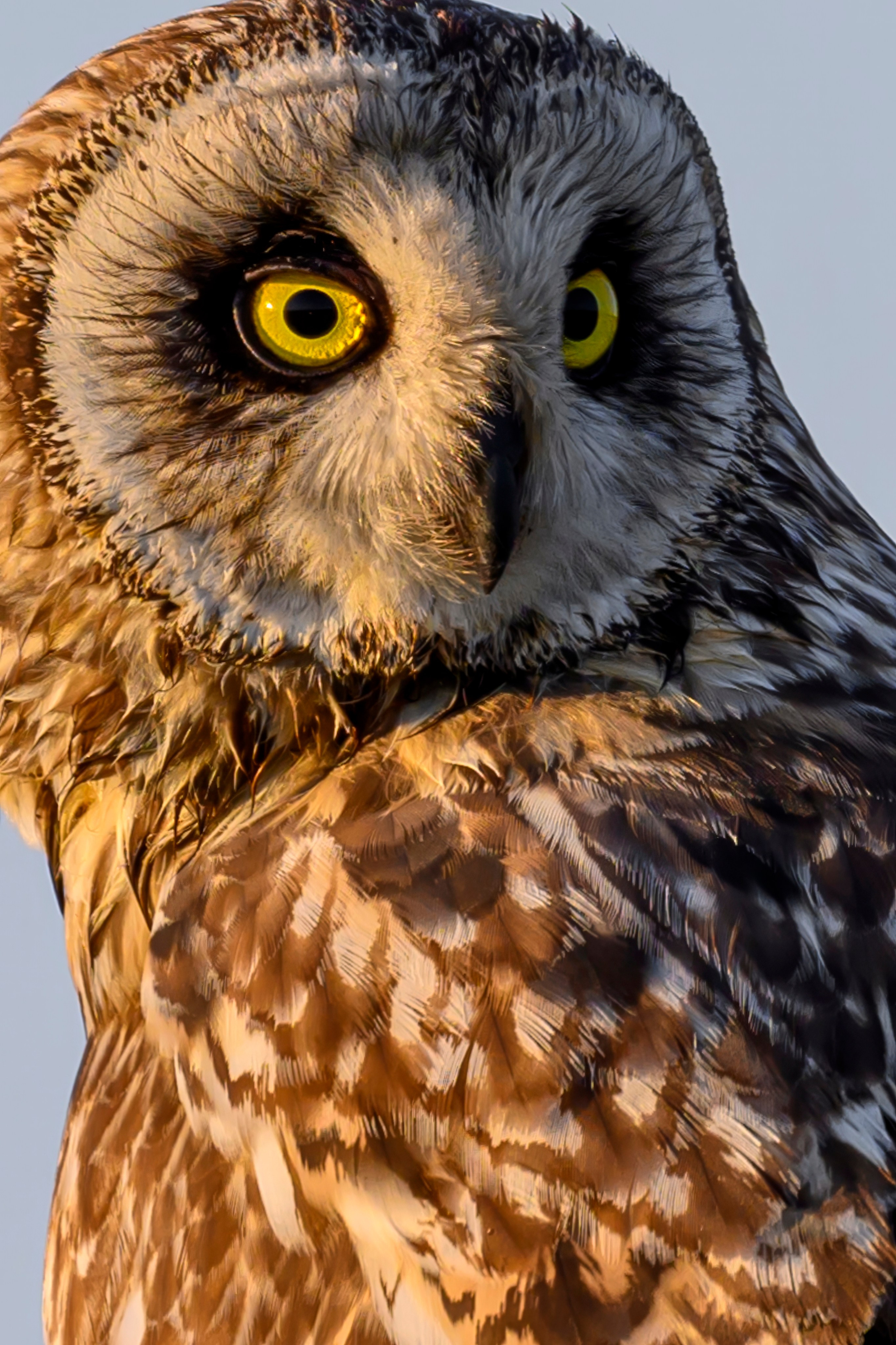 Совы и веретенники. Фотограф Сергей Пупонин