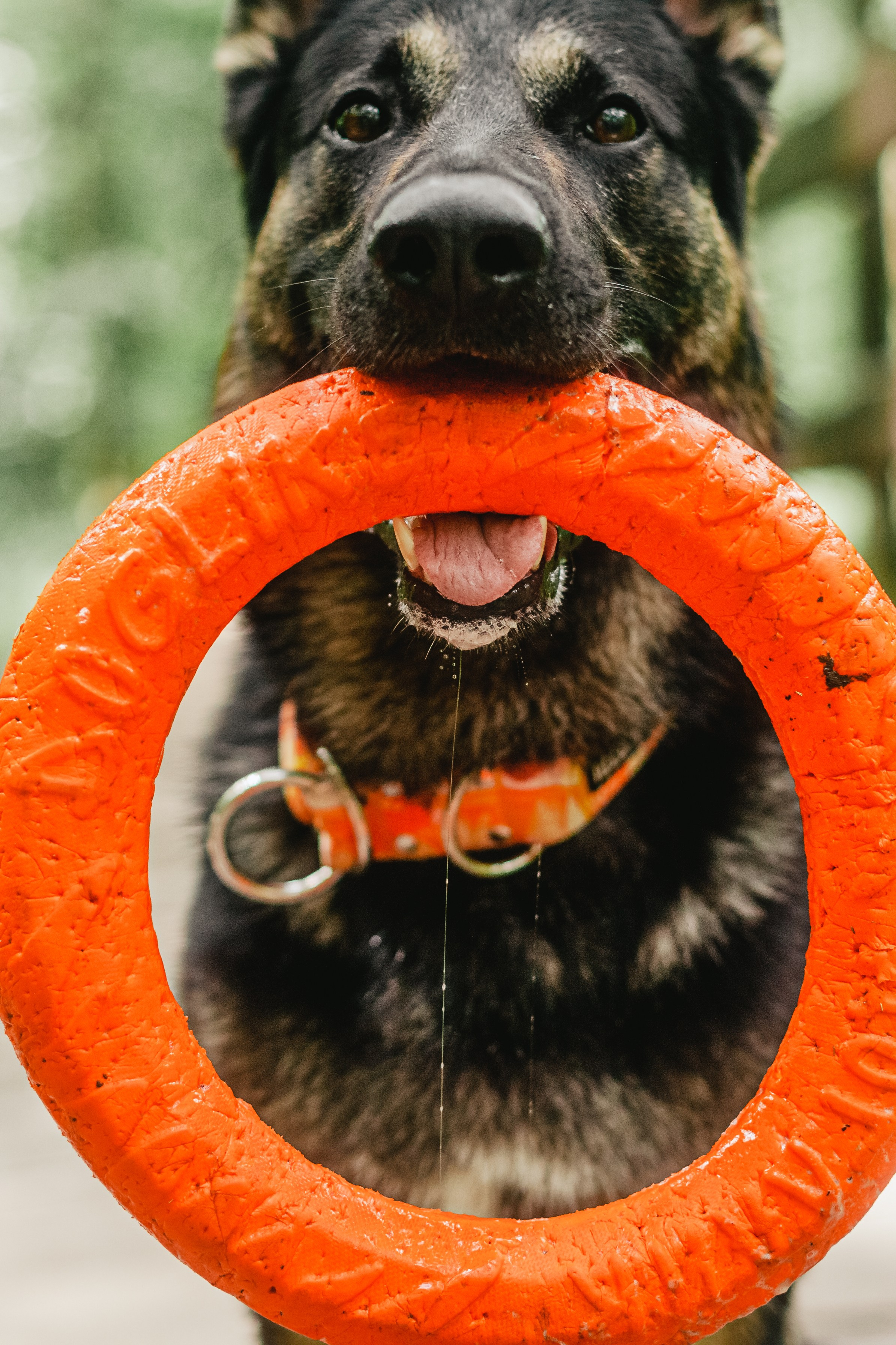 Лесная летняя фотопрогулка. Фотограф-анималист Татьяна Степанова