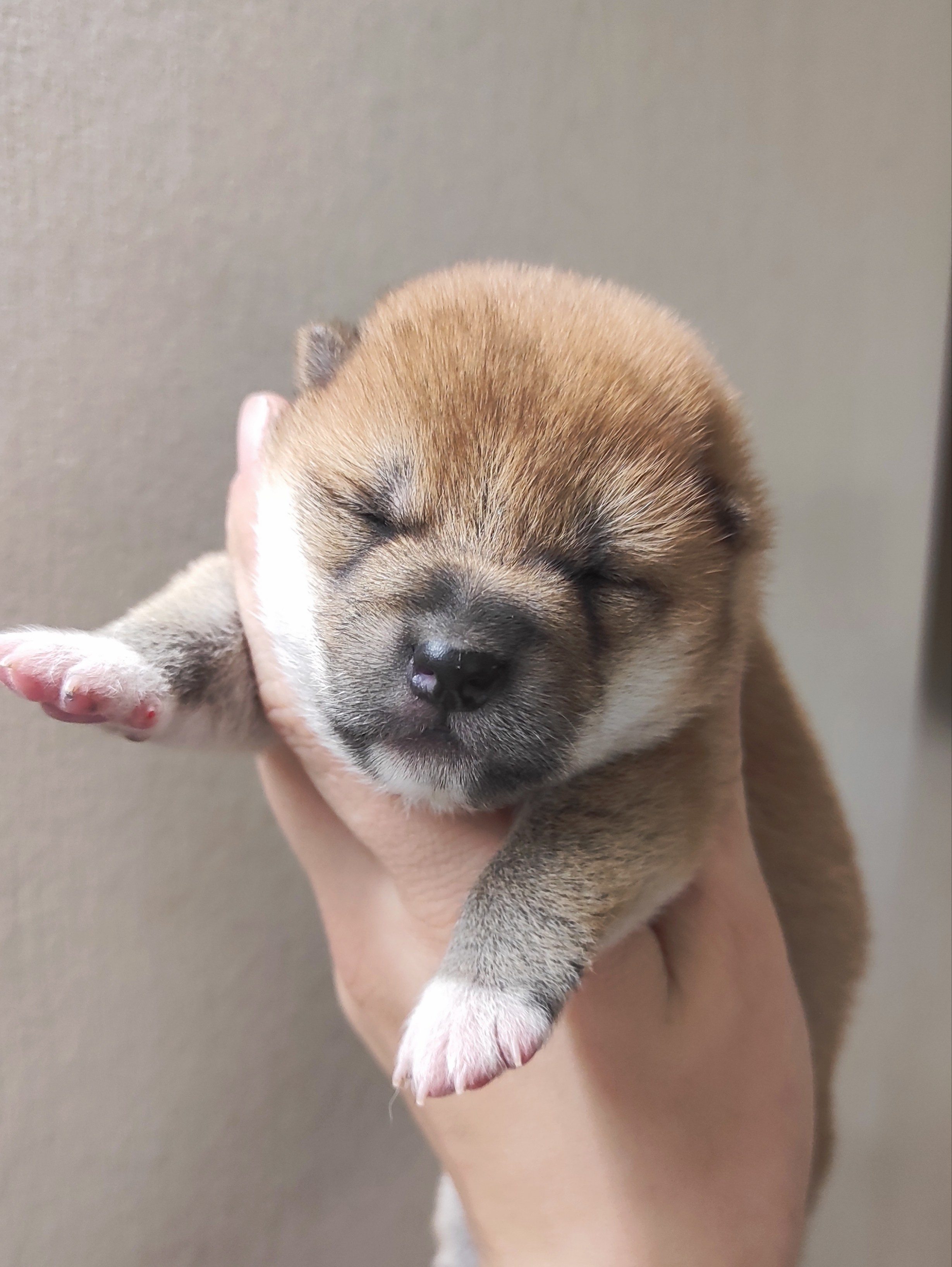 сиба питомник Рубилайт щенки на продажу rubylight  сиба щенки купить СПб Санкт-Петербург 