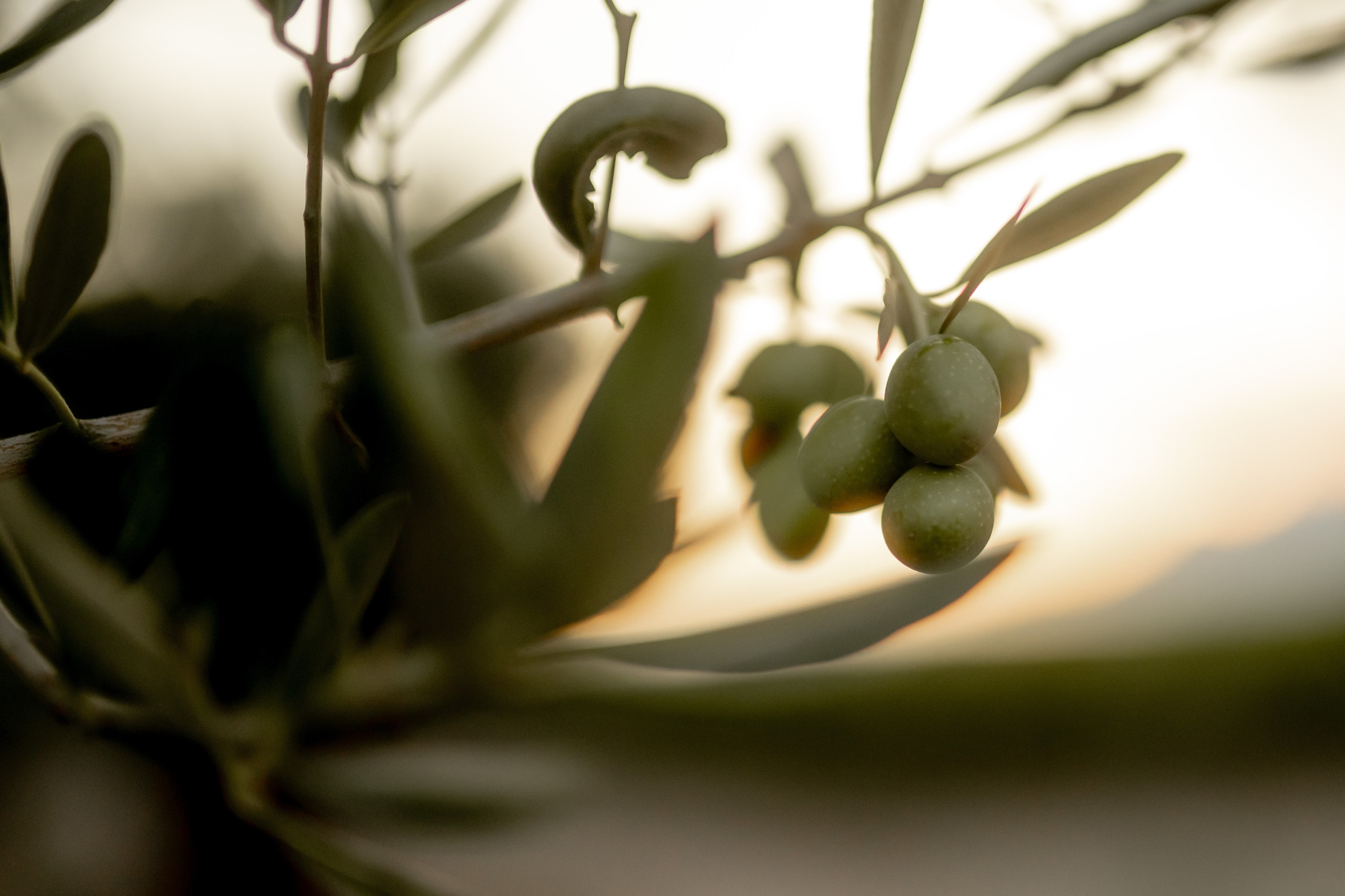 A&A. Свадебный и семейный фотограф в Севастополе и в Крыму Анастасия Корчак