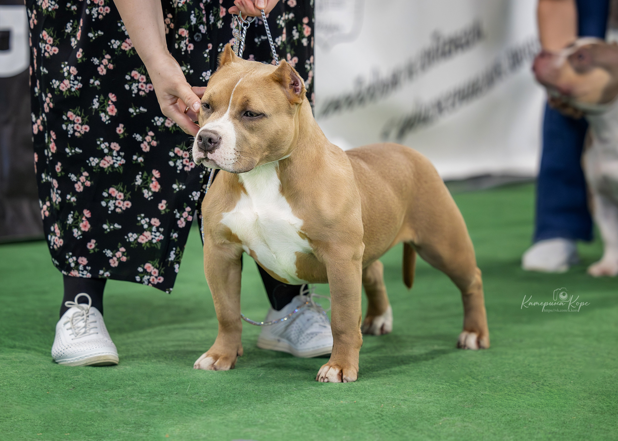 Riot Bully Sibir for Skyline Kennel. Главная