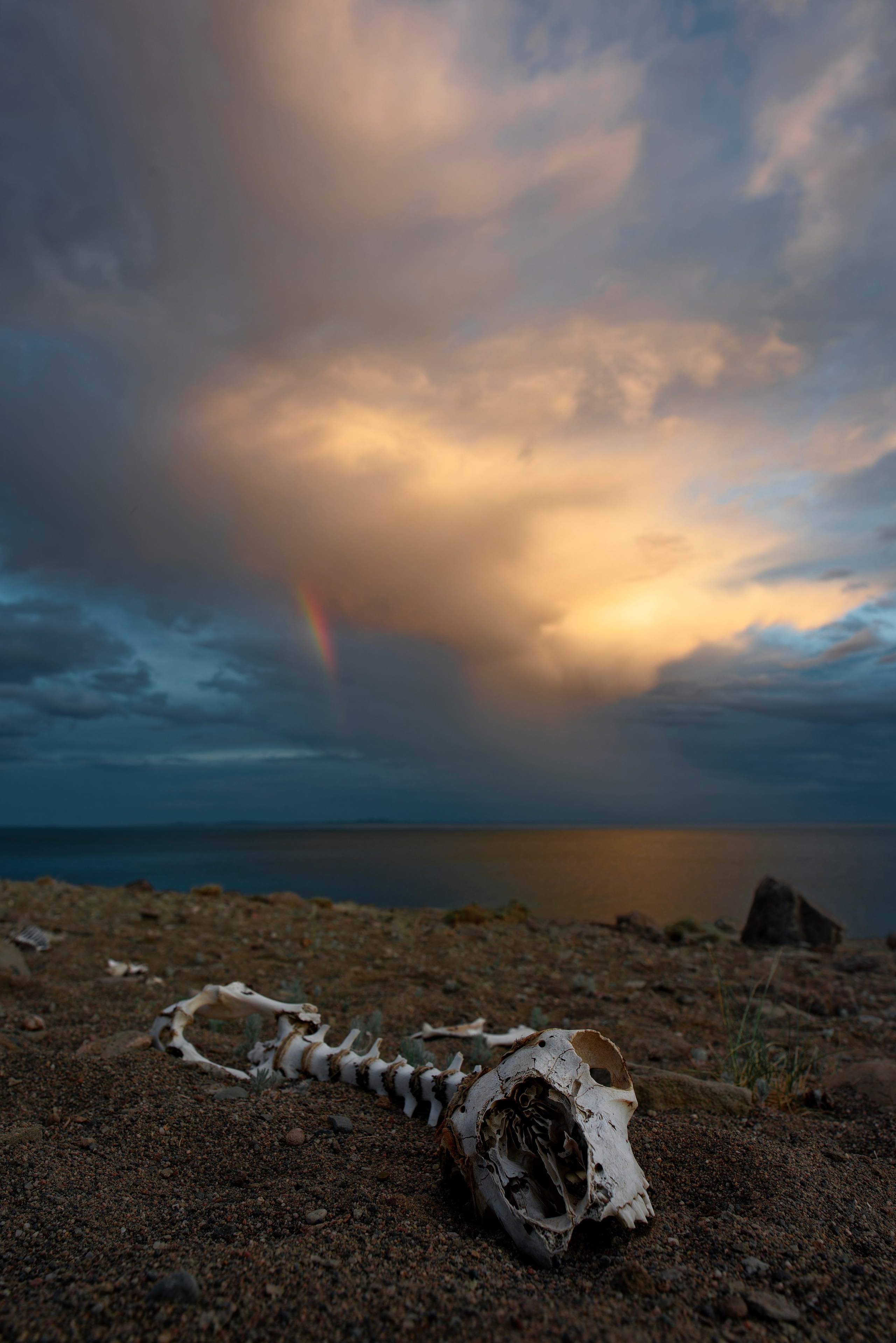 Скелет и череп на берегу озера Харгяс-Нуур в Монголии