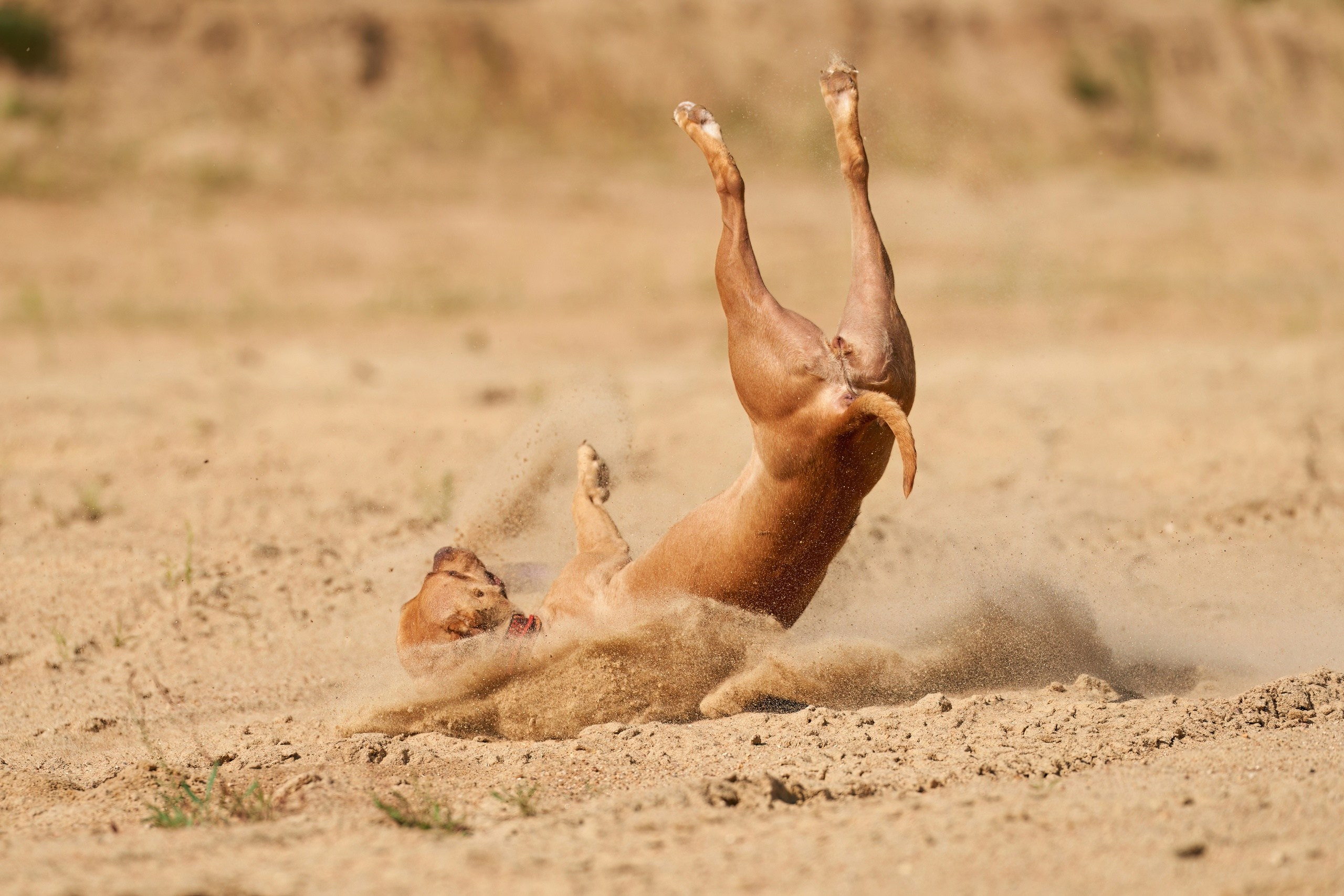 Фотосессии. Фотограф-анималист Михаил Манухин