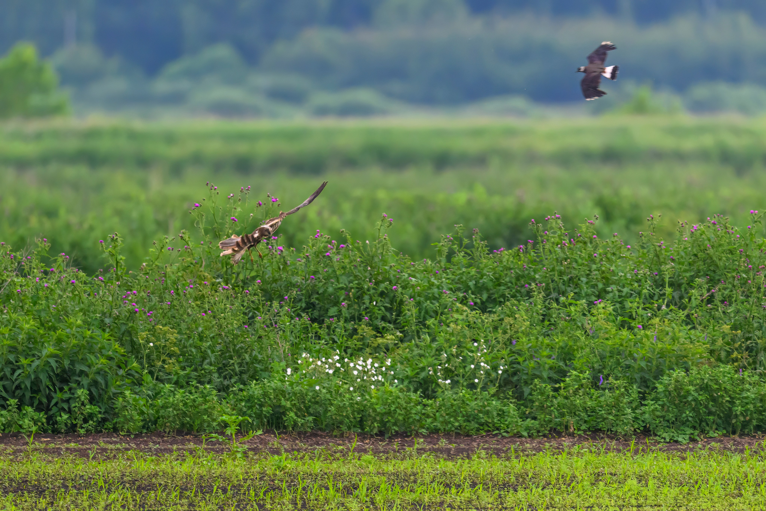 Лунь и трясогузки. Wildlife photography by Sergey Puponin