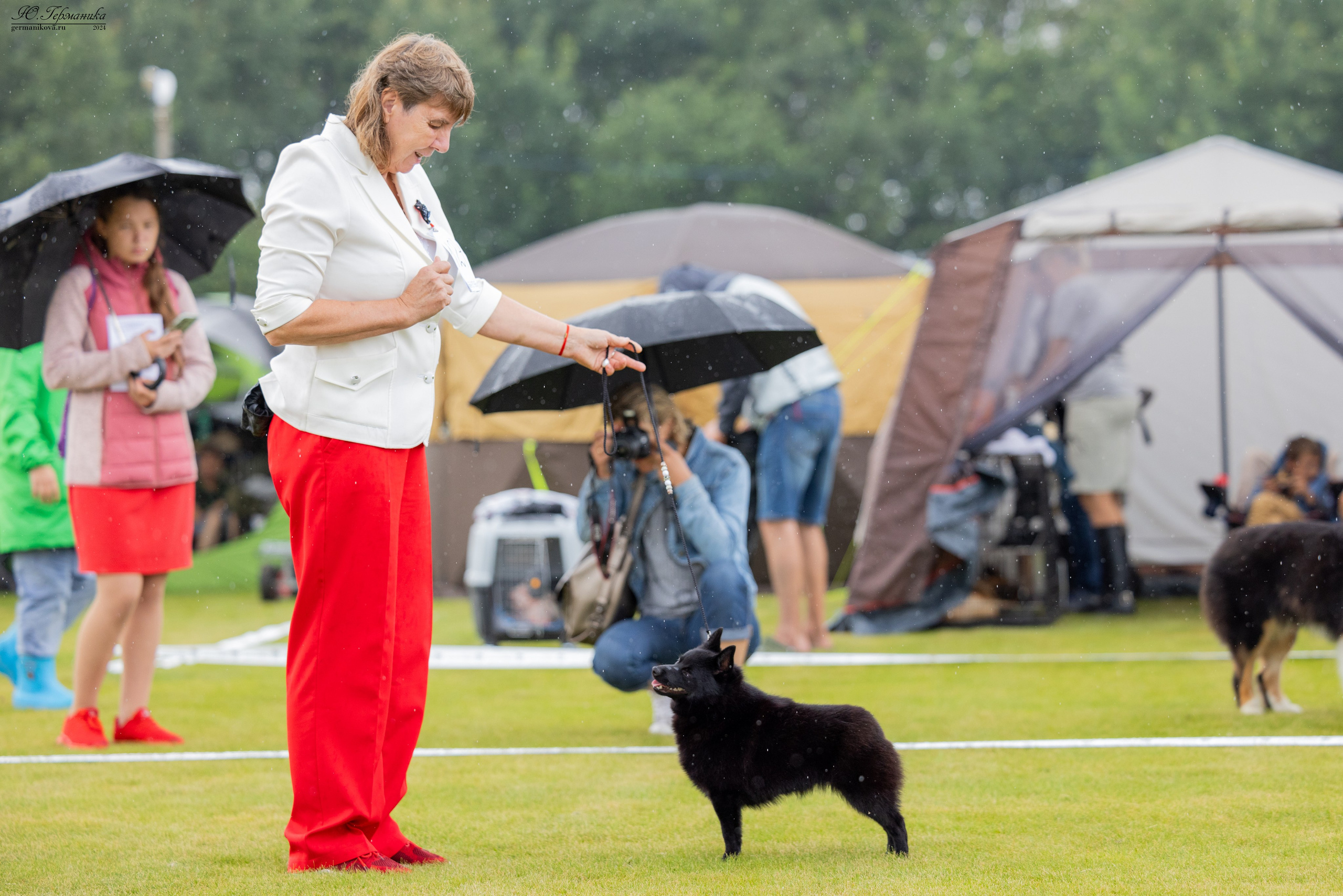 Ярославль 21.07.24 и Балашиха 13.07.24. Фотограф-анималист Юлия Германика
