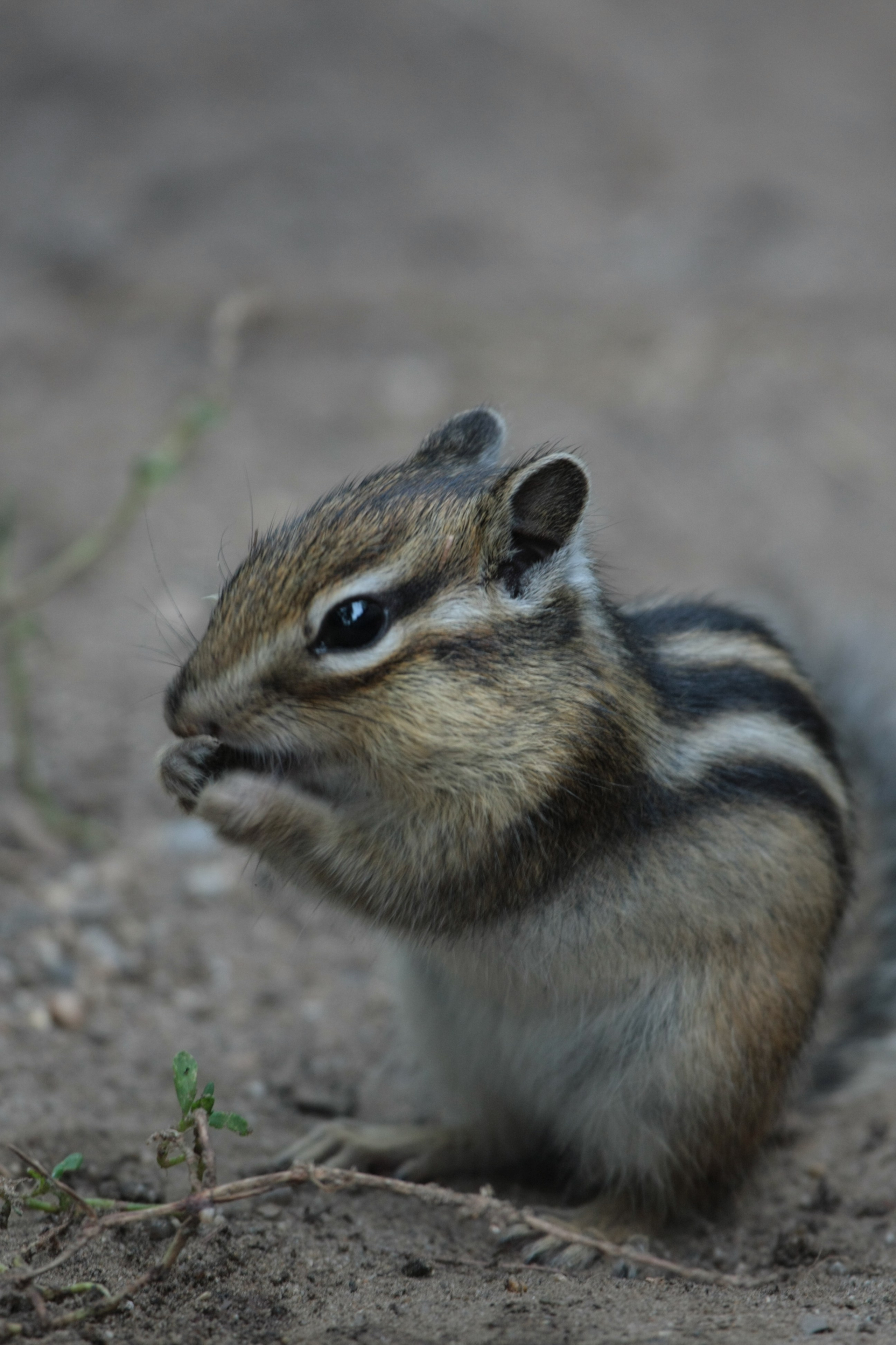 Фото Природы Забайкалья. Студия Максима Белослюдцева