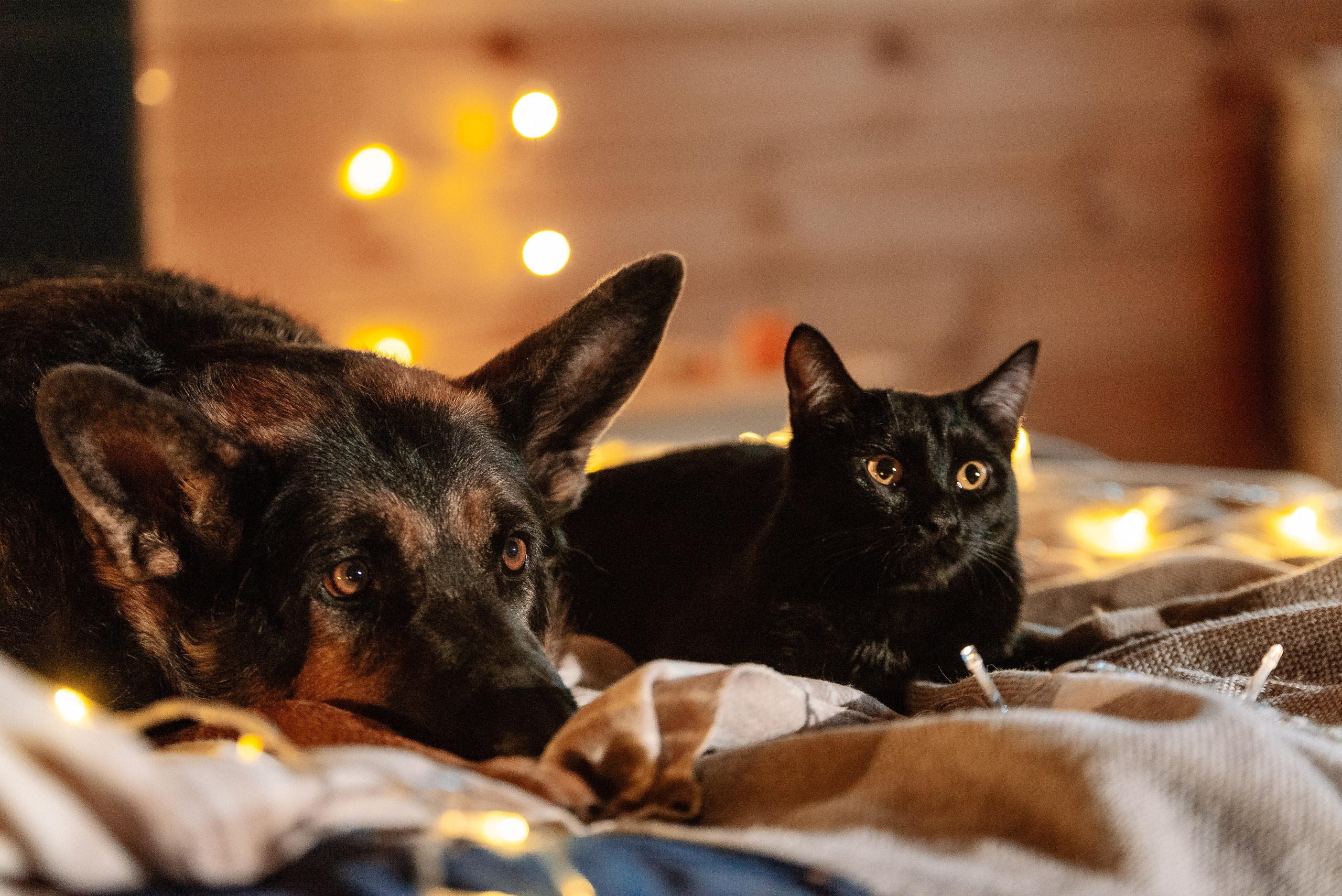 Питомец в кадре. Фотограф-анималист Анастасия Парфенова|Екатеринбург