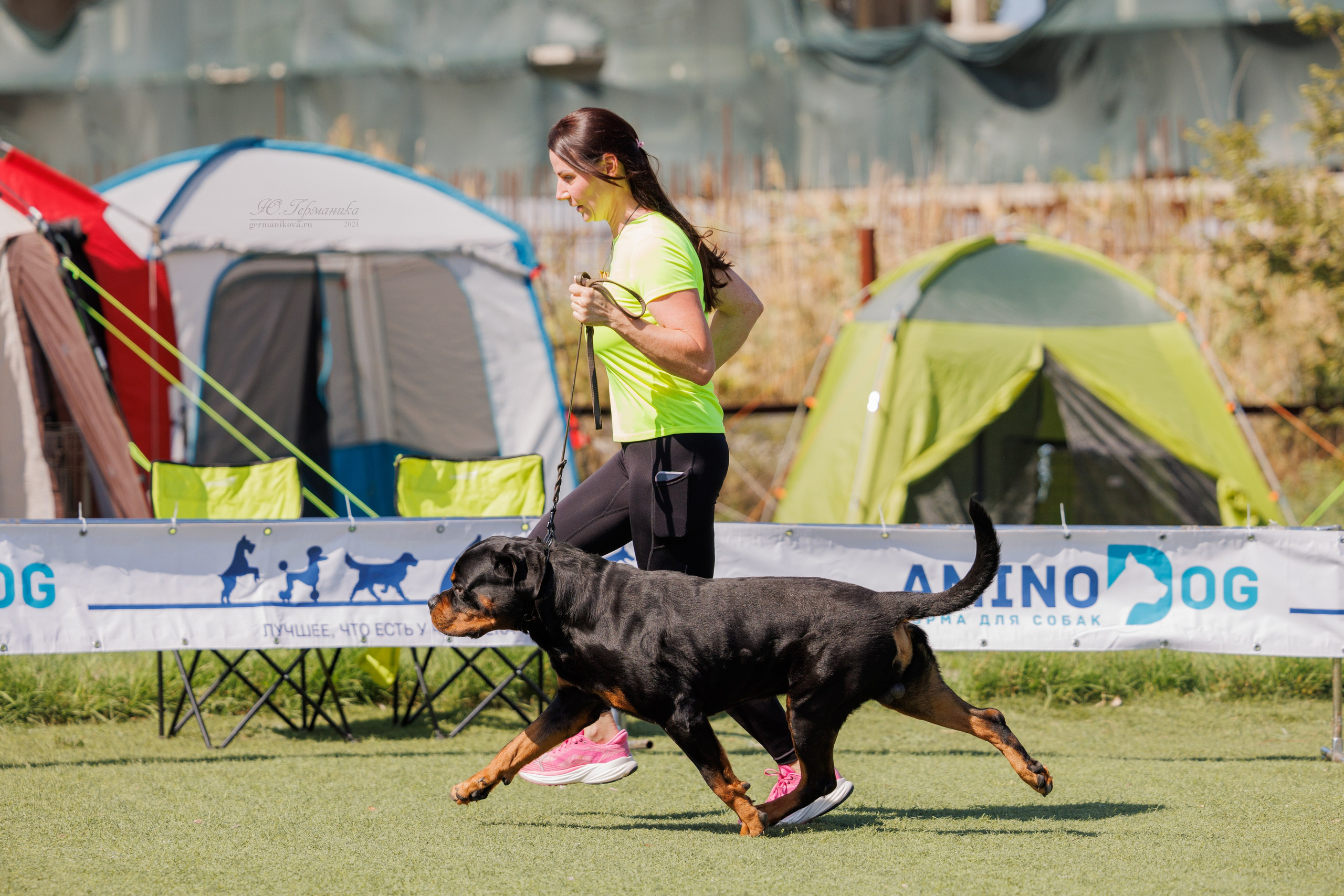Анапа ротвейлеры 14-15.09.2024. Фотограф-анималист Юлия Германика