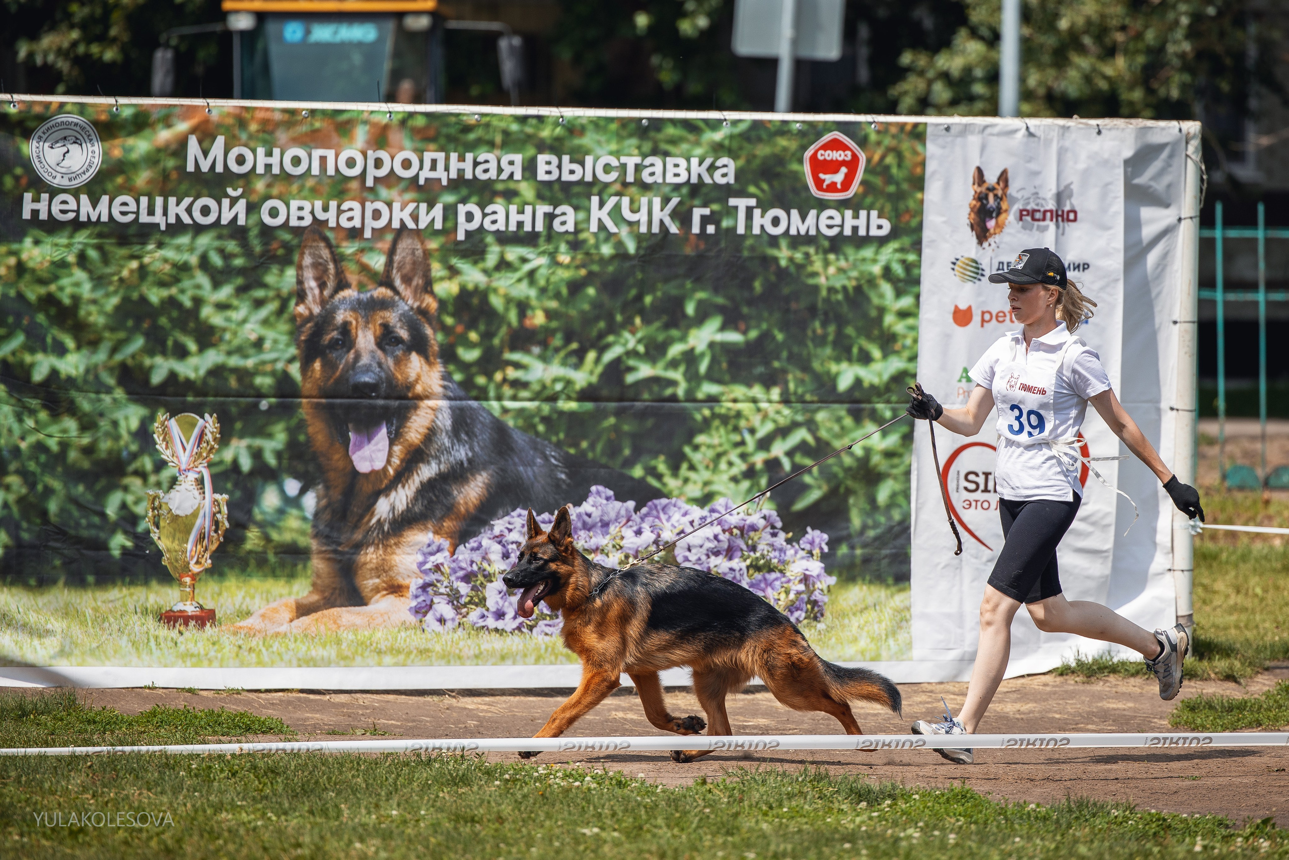 6.07.2024 Выставка немецких овчарок г. Тюмень. YULA KOLESOVA | Фотограф — Анималист | Художник | Тюмень