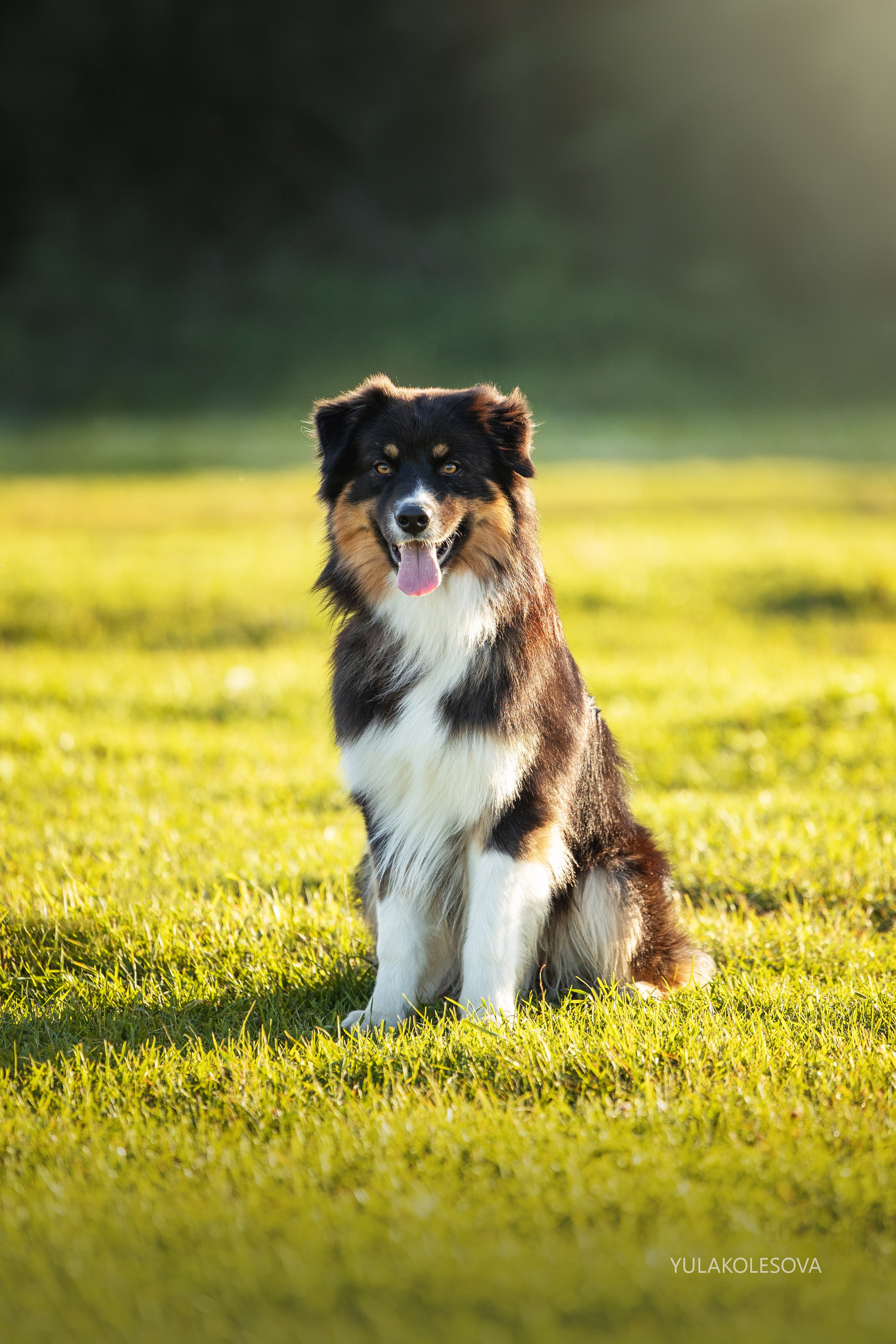 Пастуший интенсив, сентябрь 2024. YULA KOLESOVA | Фотограф — Анималист | Художник | Тюмень