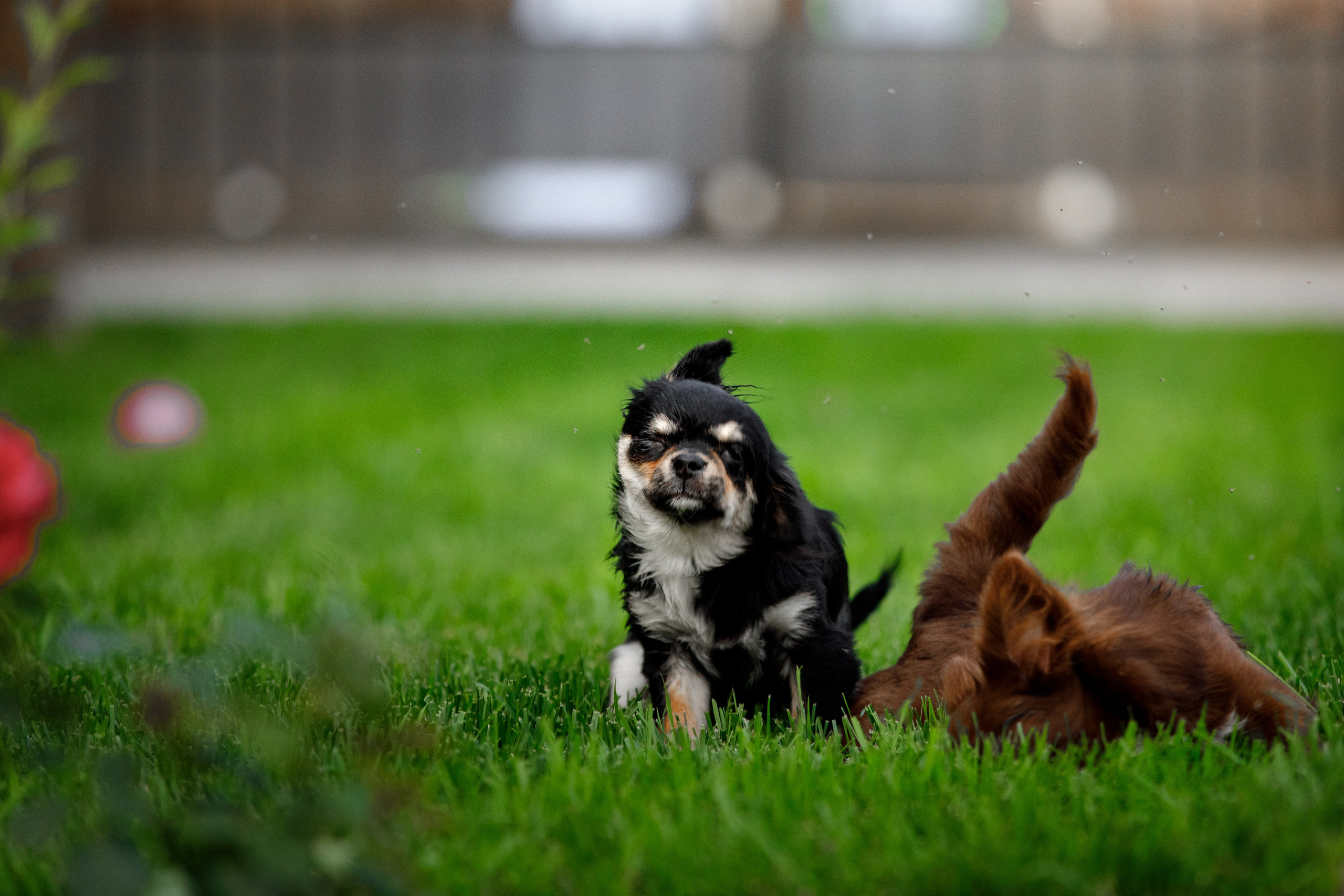 Болтовня в саду. О нас