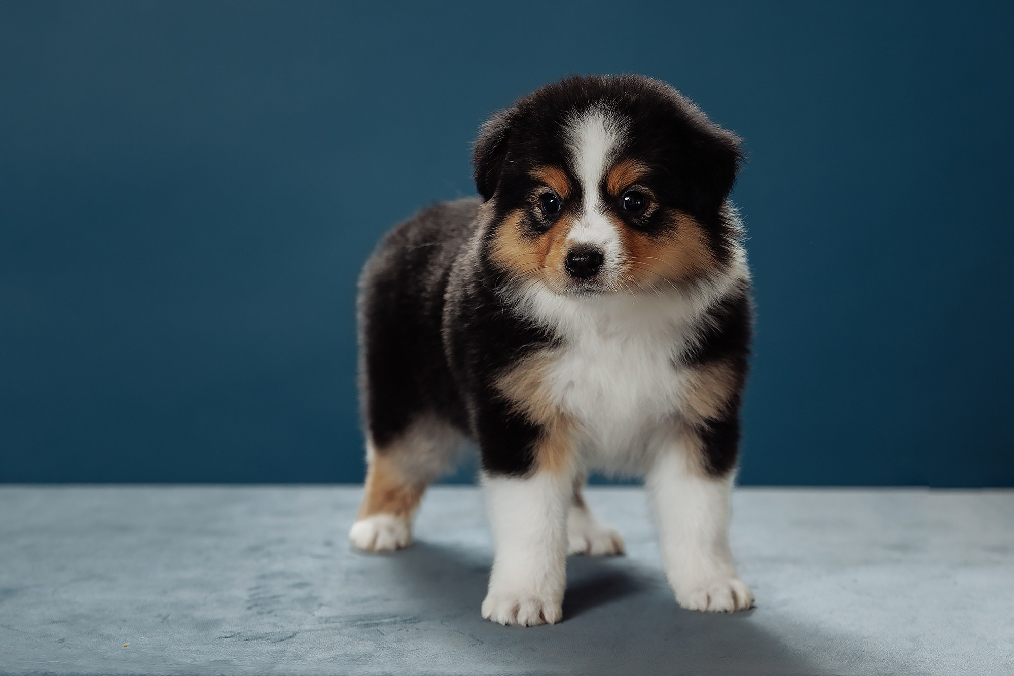 Синева. О нас