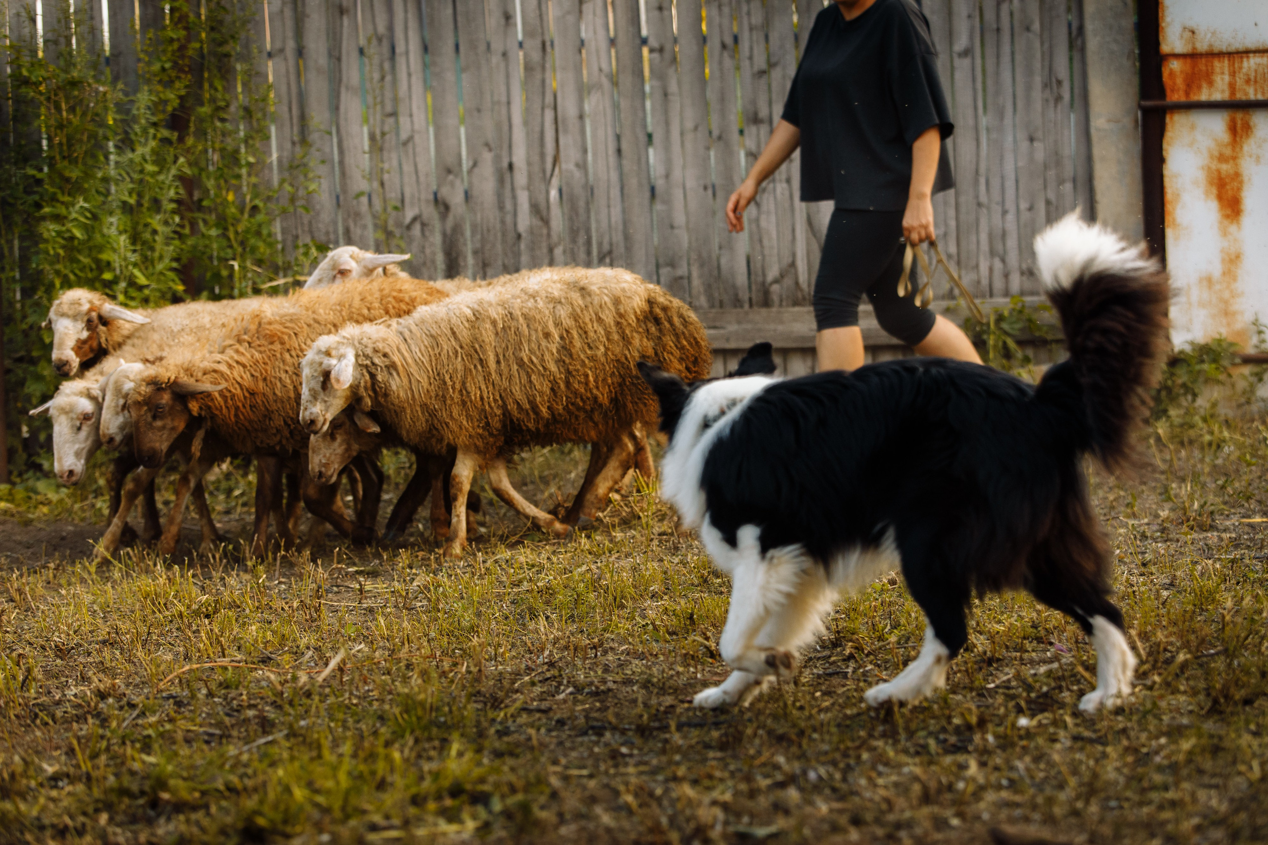Овечий день. О нас