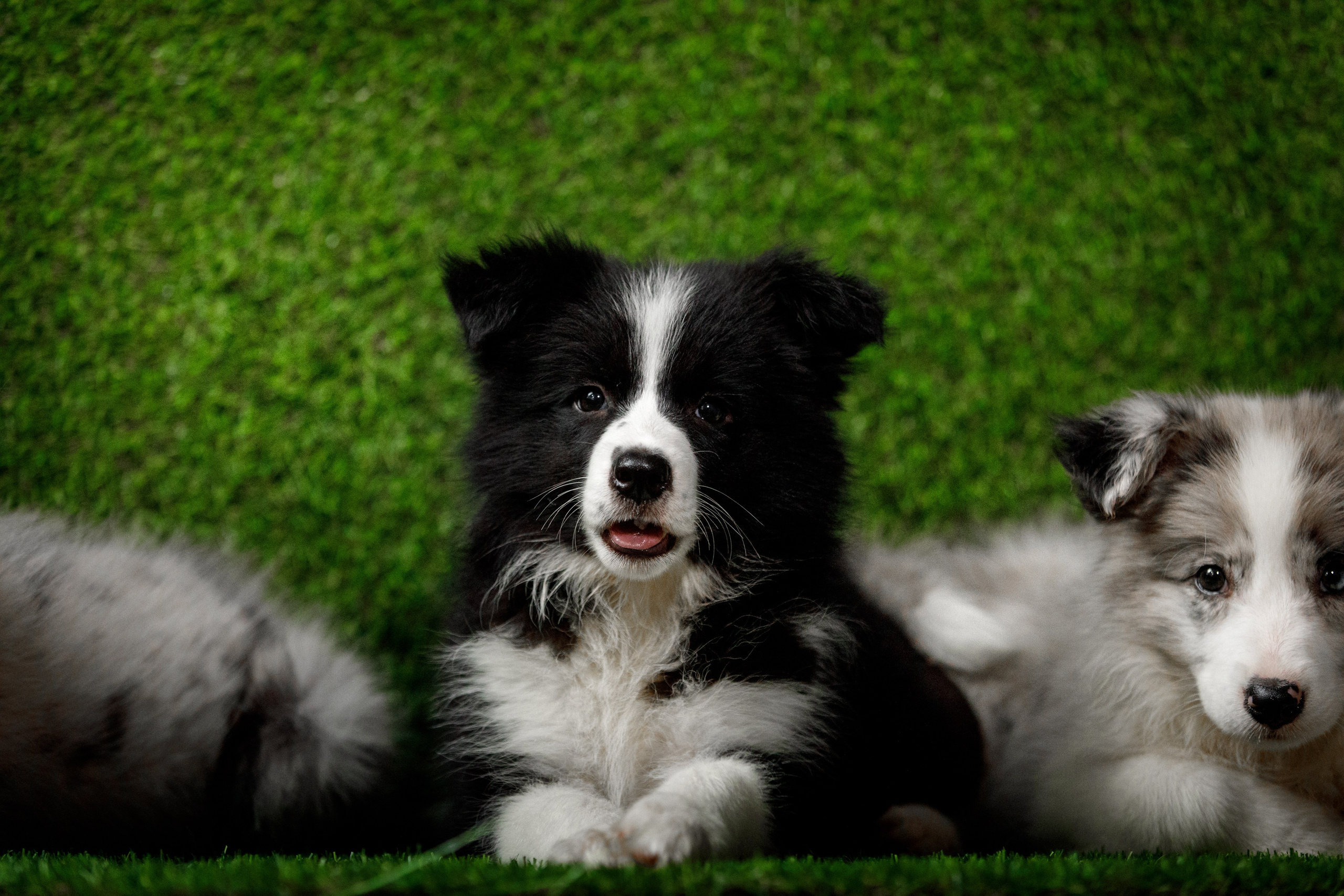 Болтовня в саду. О нас