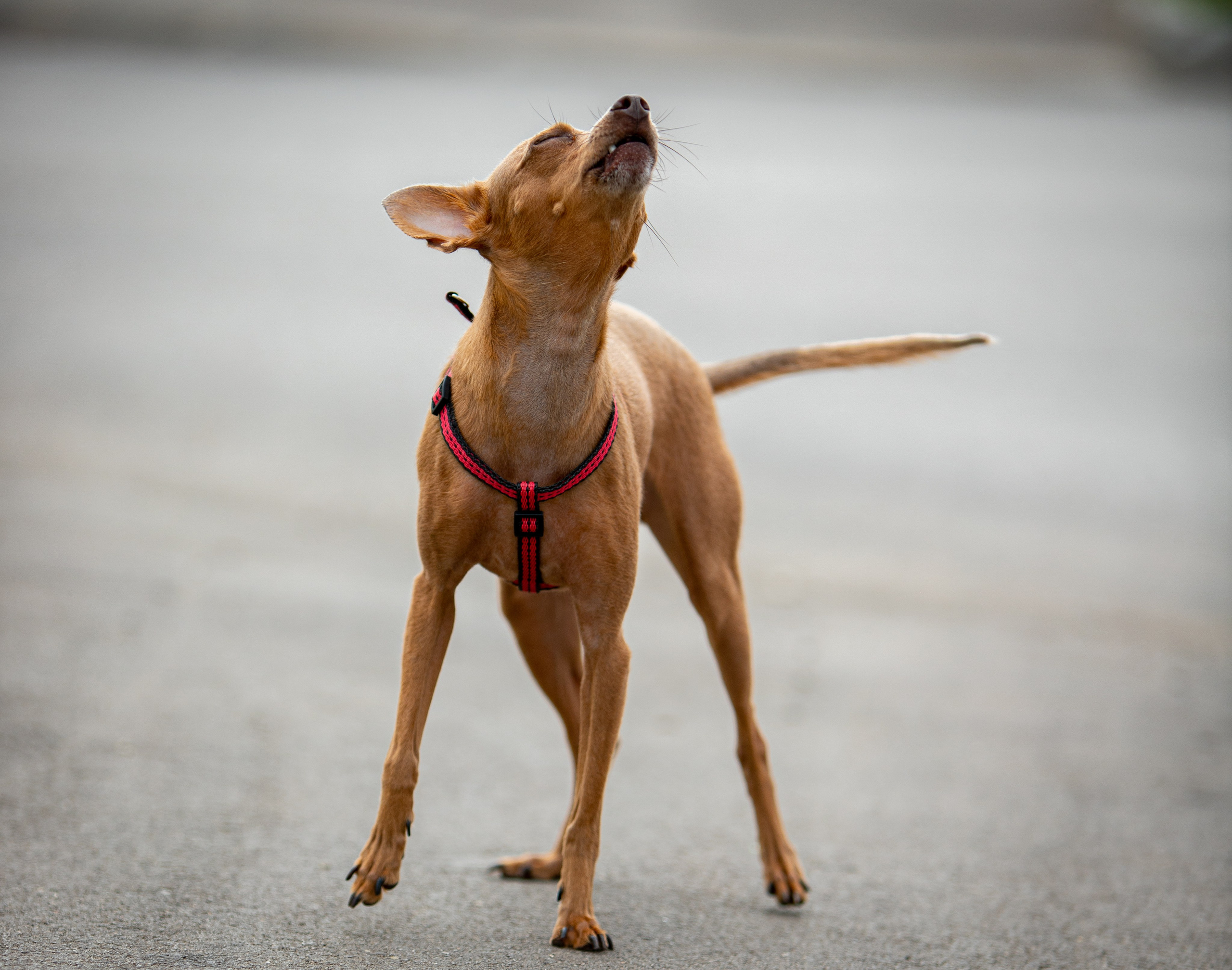 Животные. Артём Голдов — Портретный фотограф ✦ Кошелев Парк ✦ Самара