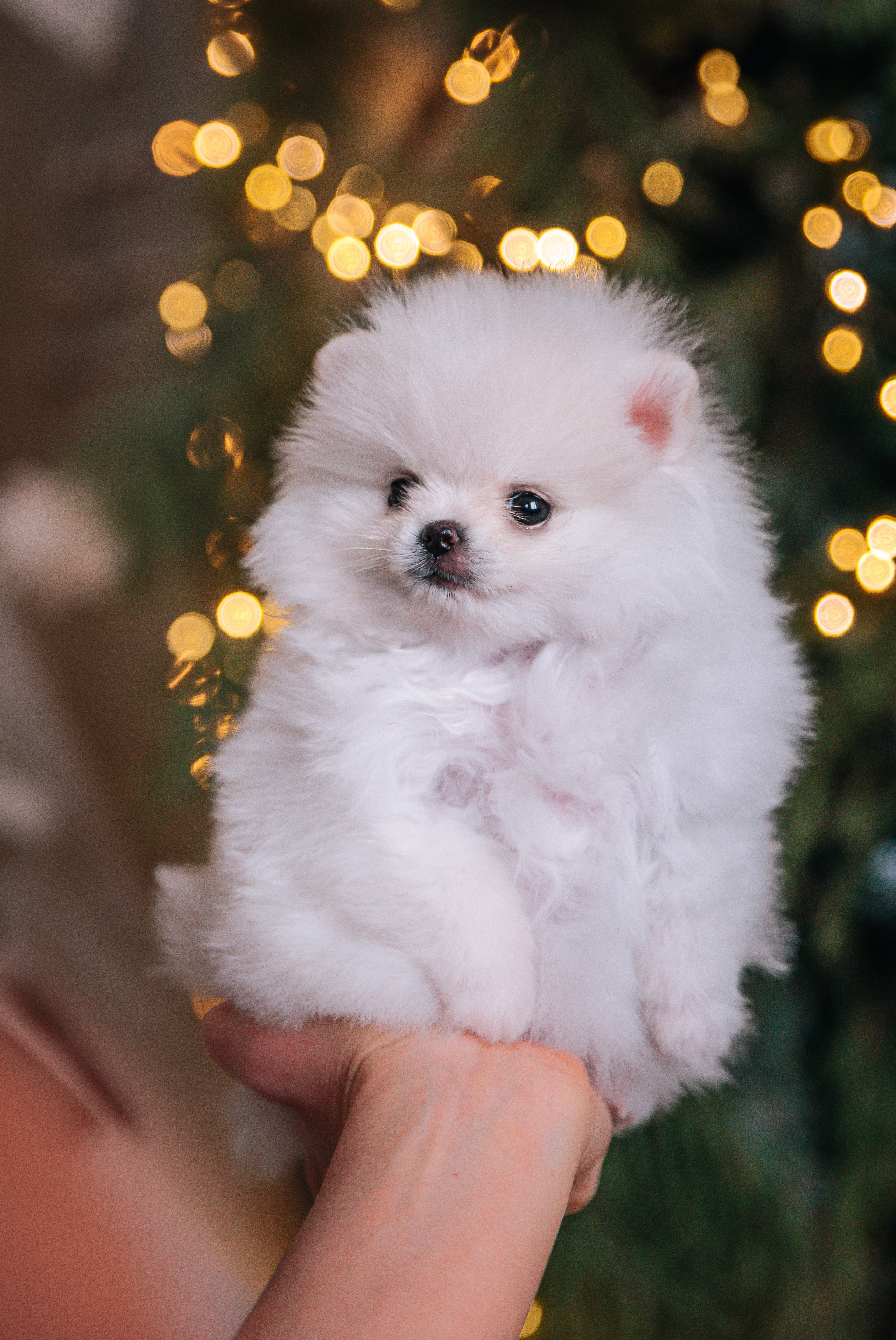 Шпицы щенки студия. Главная