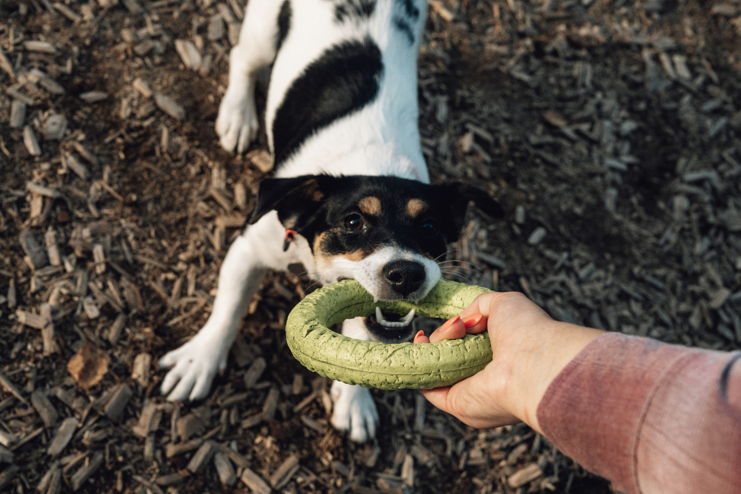 Аня и Луна. Фотограф и видеограф в Тюмени Екатерина Чернецкая