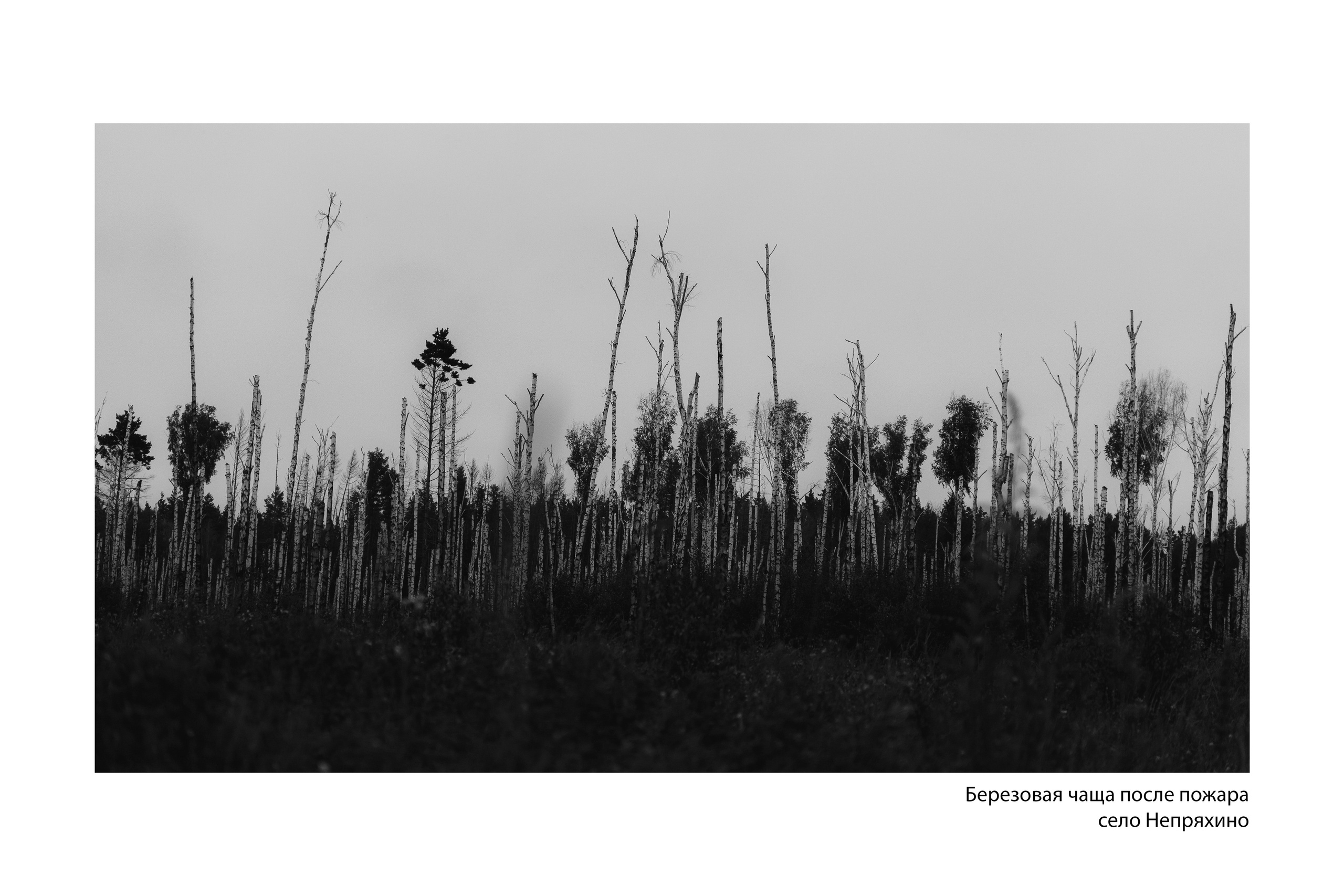 Документальный фотопроект «ЛизаАлерт: вопреки времени». Репортажный фотограф Наталья Лапцевич