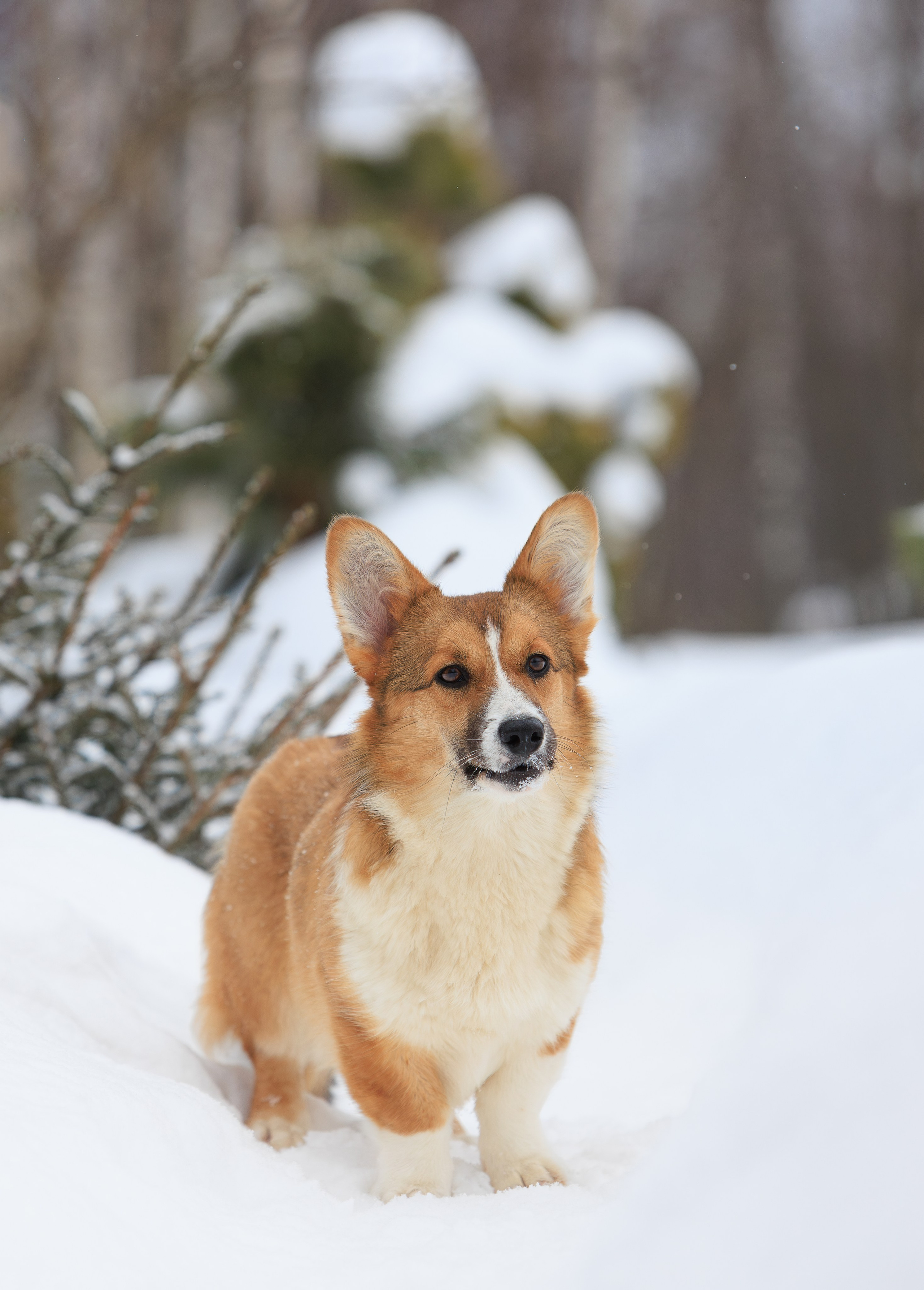 Корги и ВЕО зимой. Фотограф-анималист в Москве, МО и Владимире