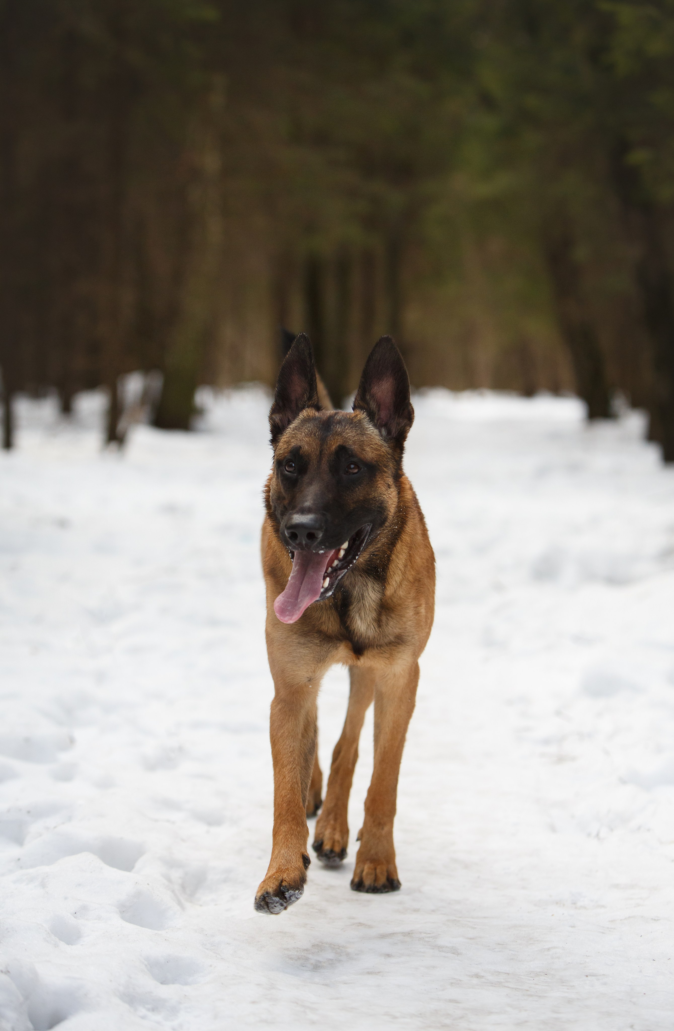Драгон. Фотограф-анималист в Москве, МО и Владимире