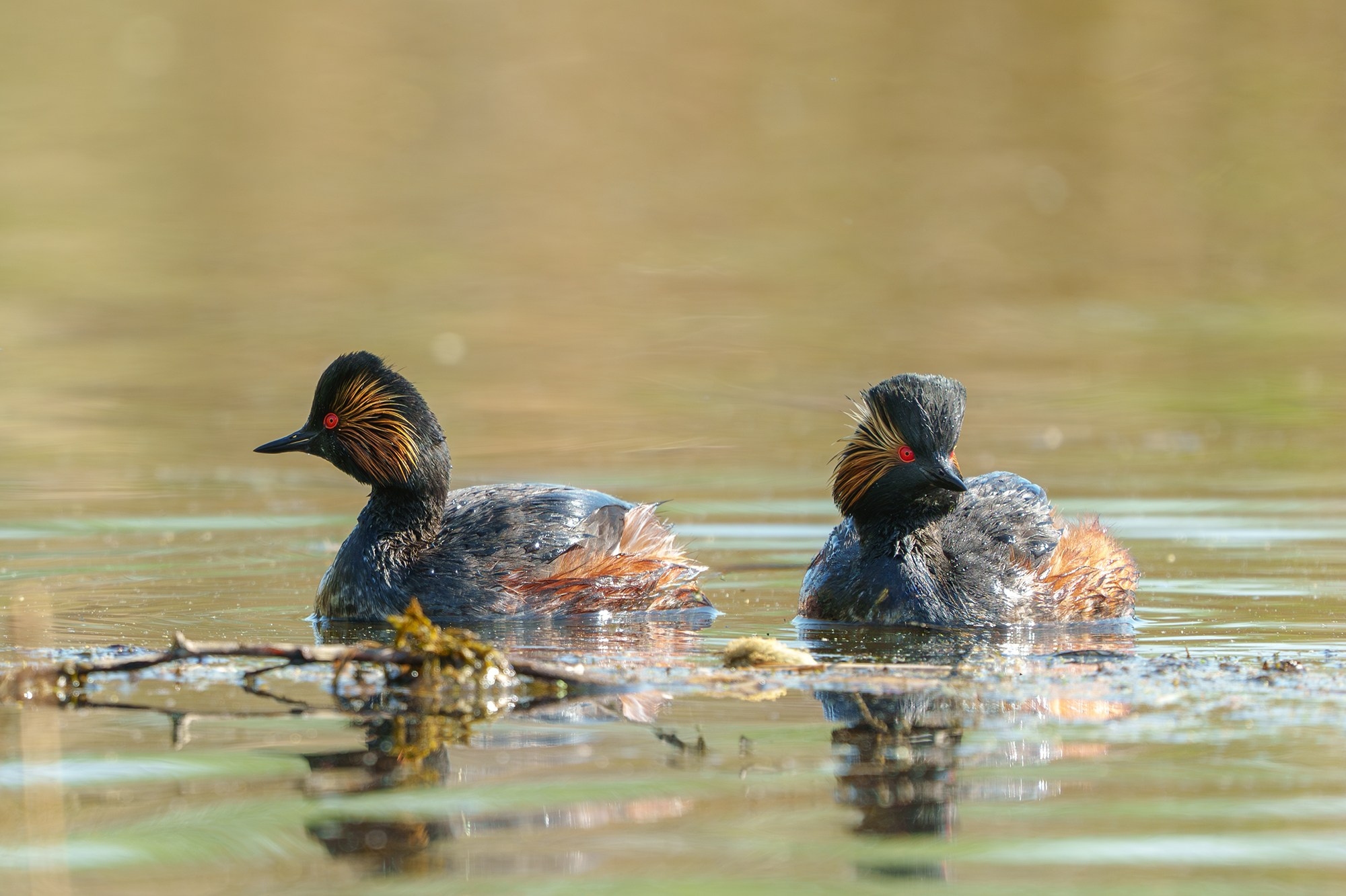 Удивительные мир птиц. Вокруг нас столько прекрасного — присмотритесь!. Ваш личный фотограф Марина Волкова