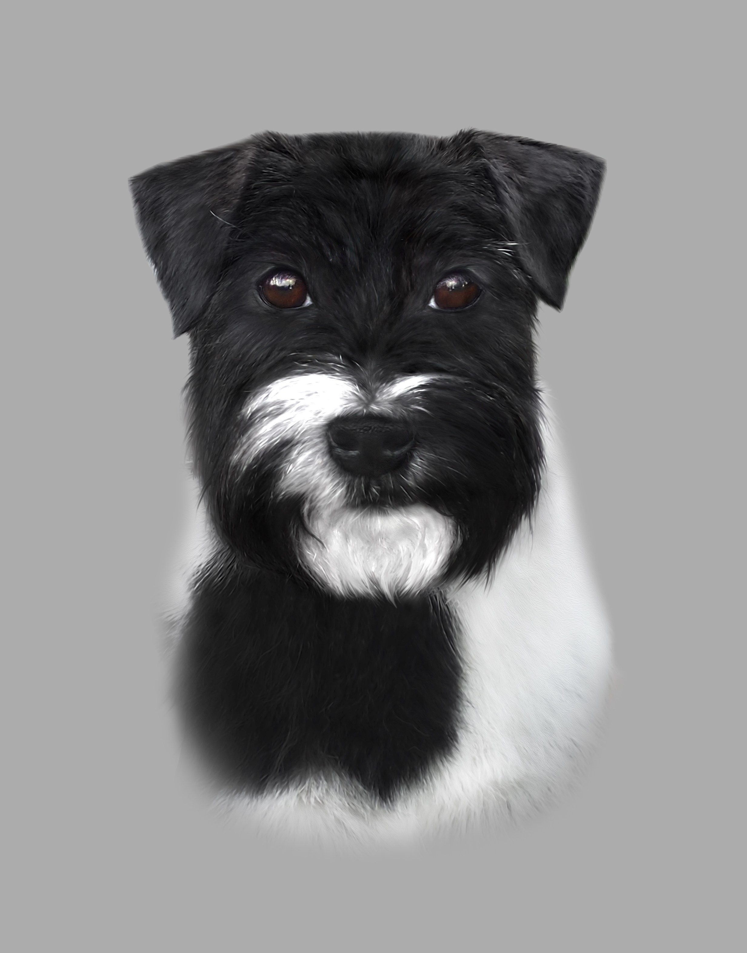 Жесткошерстная. Бело-черный Джек рассел терьер.КАНЕ МАЭСТРО ДАРК ХОРС. КАНЕ МАЭСТРО — питомник Джек рассел терьеров