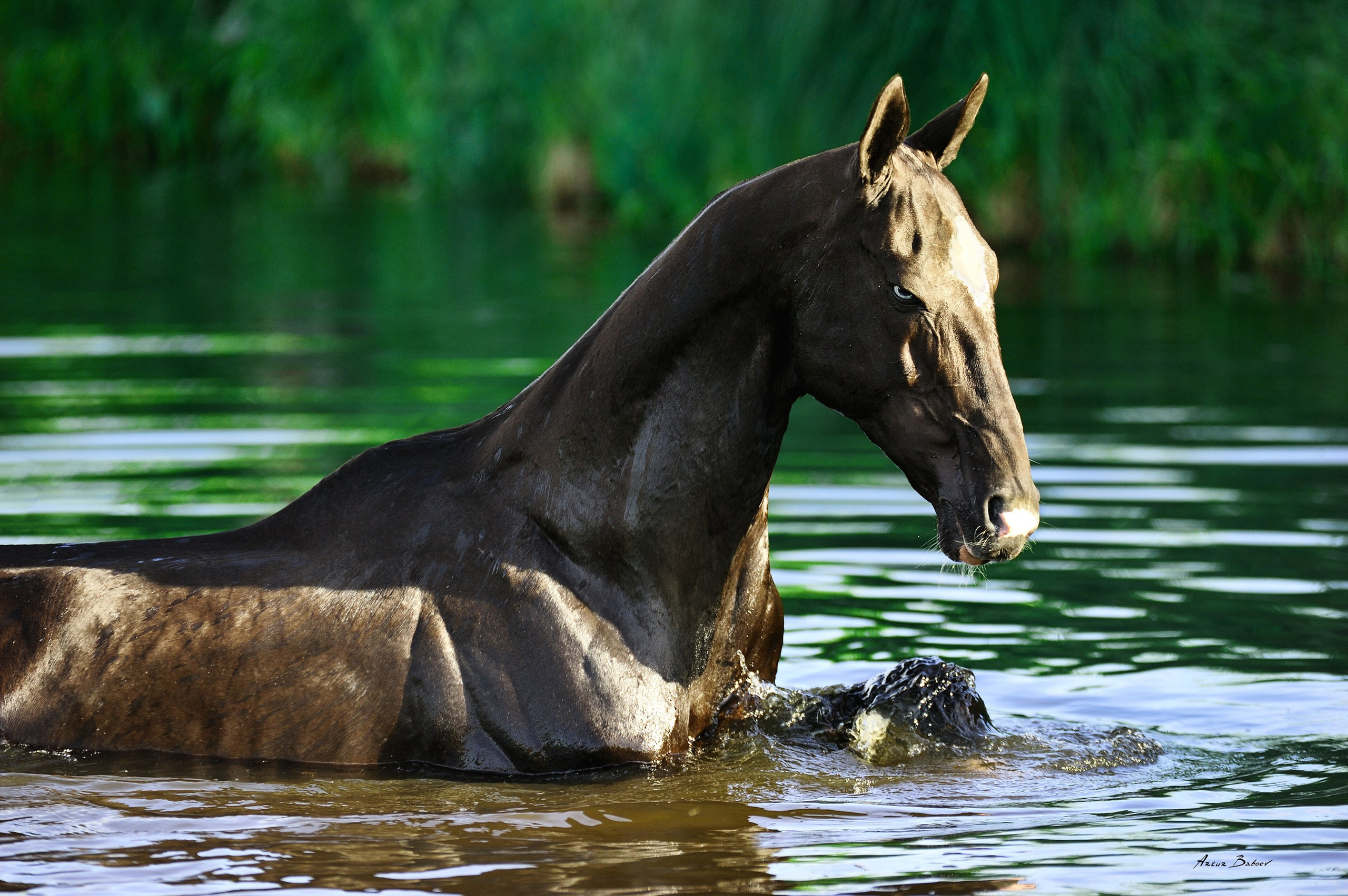 Gallery. Art photos of horses — ARTUR BABOEV | Photographer