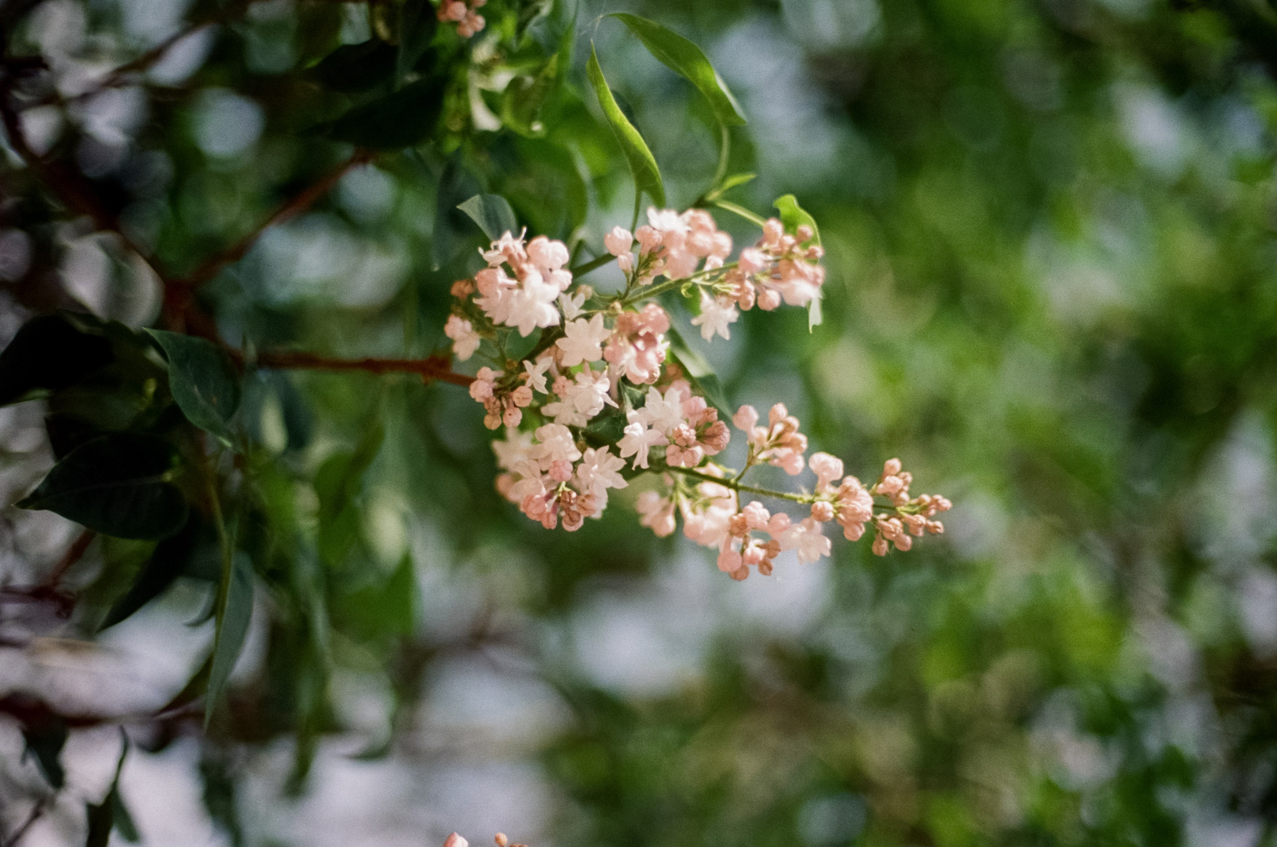 Nikon F100 — Micro-Nikkor-P.C Auto 55 mm f3.5 | май 2025 года | Давыдовское