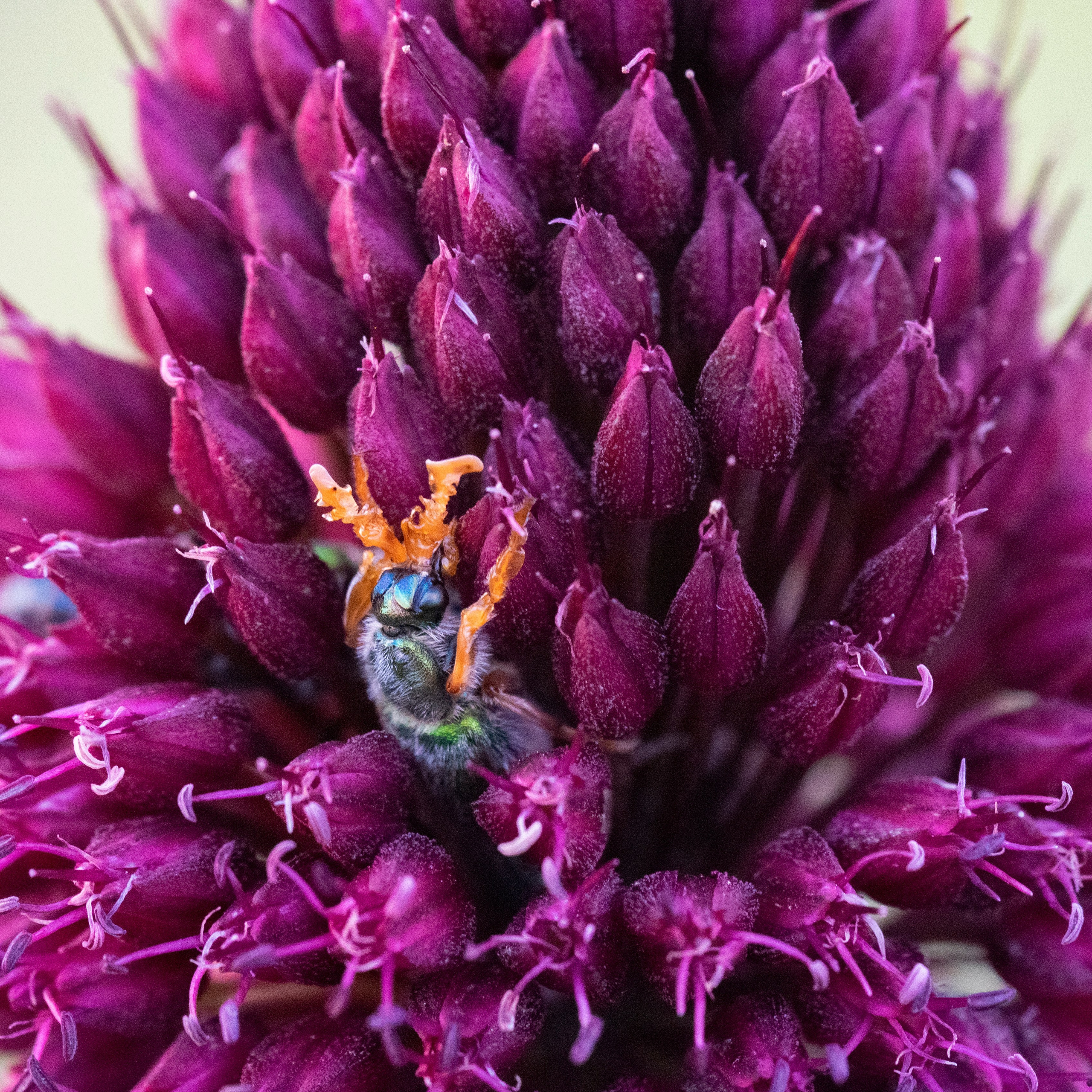Насекомые. Фотограф Вадим Хмурковский