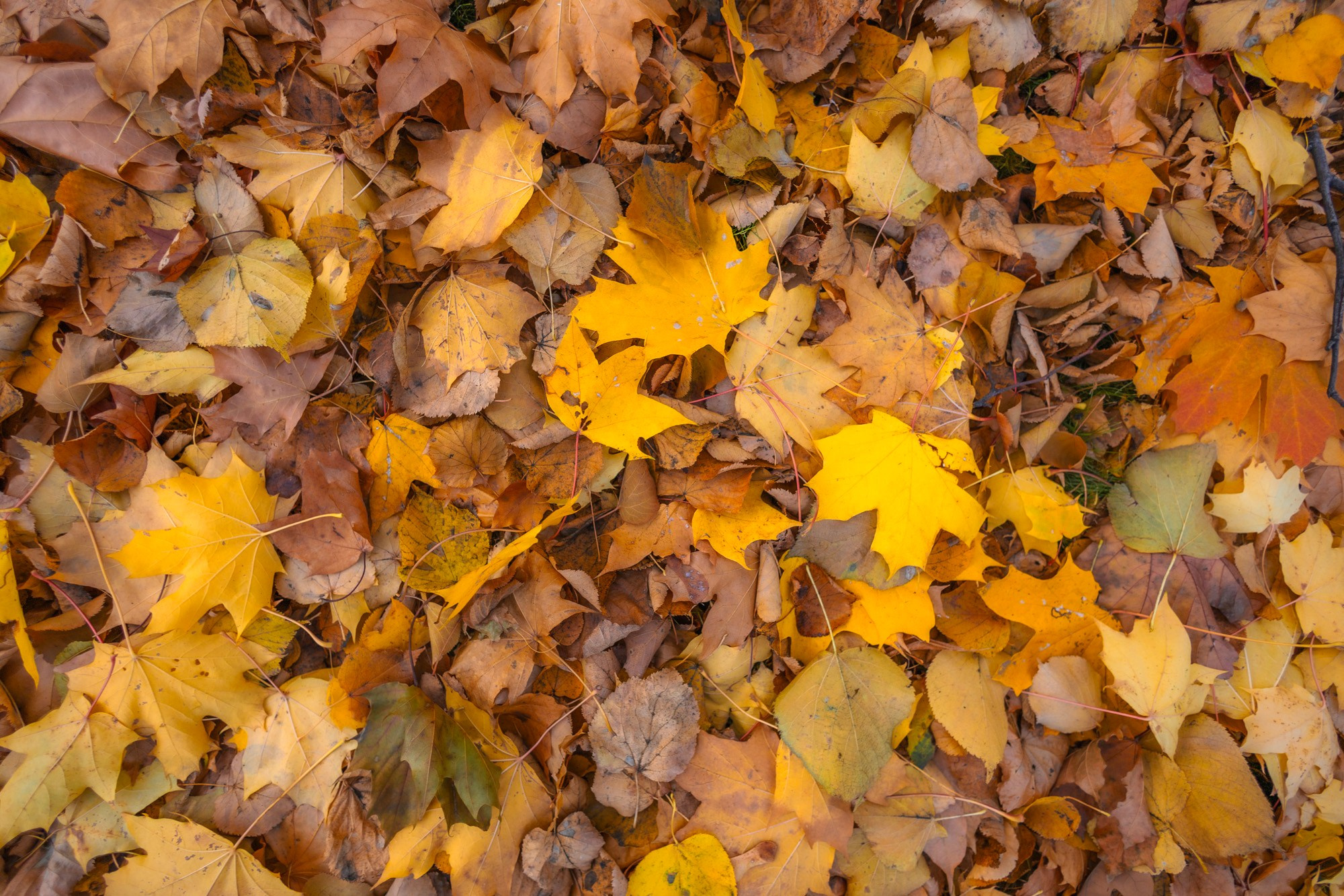 Autumn Series. Самид Али, фотограф из Санкт-Петербурга, Россия