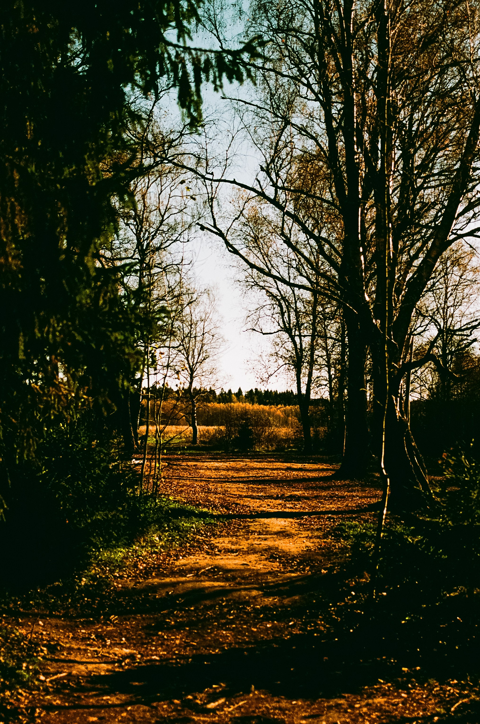 Nikon F100 — Mamiya (645) Sekor C 45 mm f2.8 и Macro 80 mm f/4