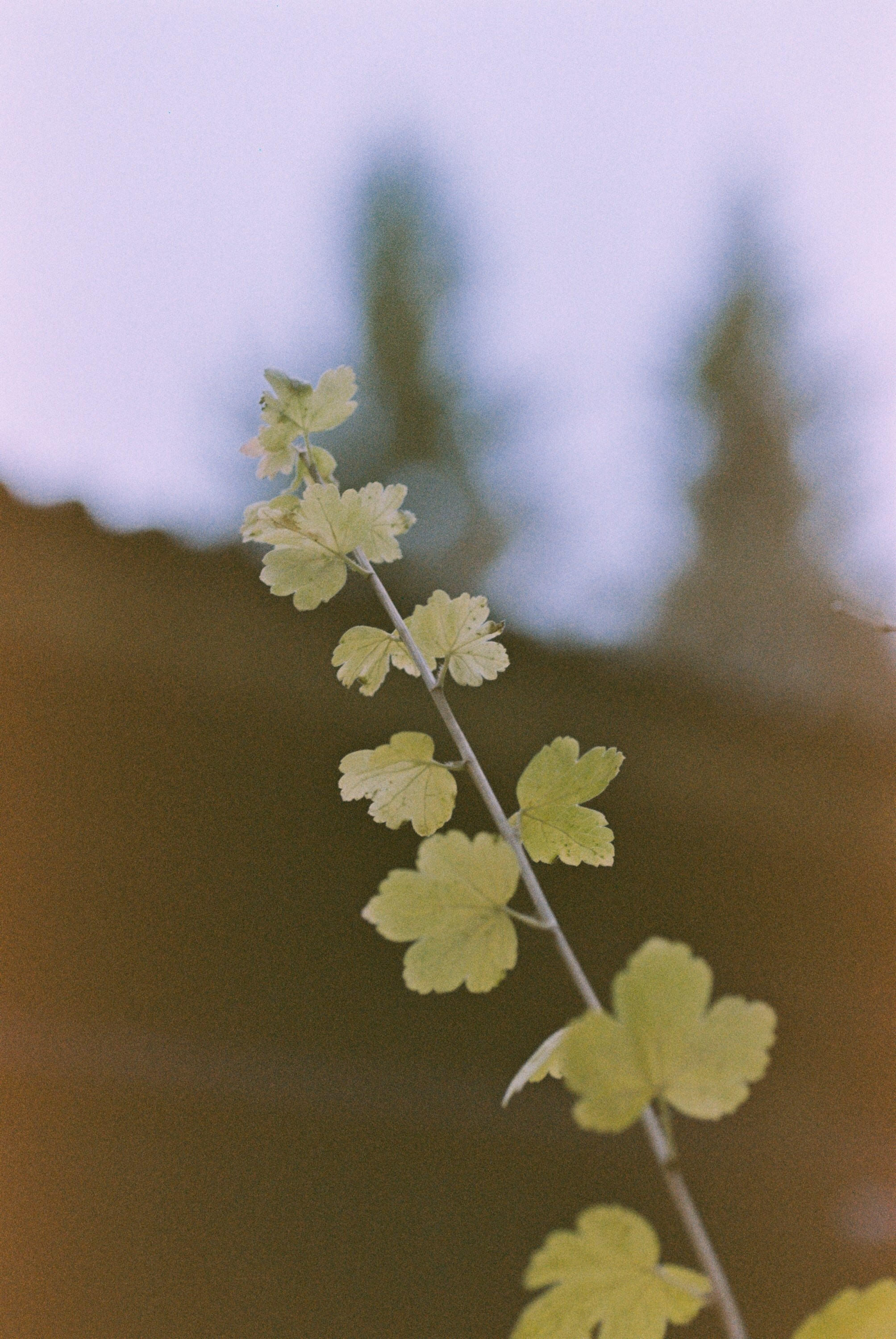 Осень на просроченную Kodak Color Plus 200 и Contax N1 с макро-объекти