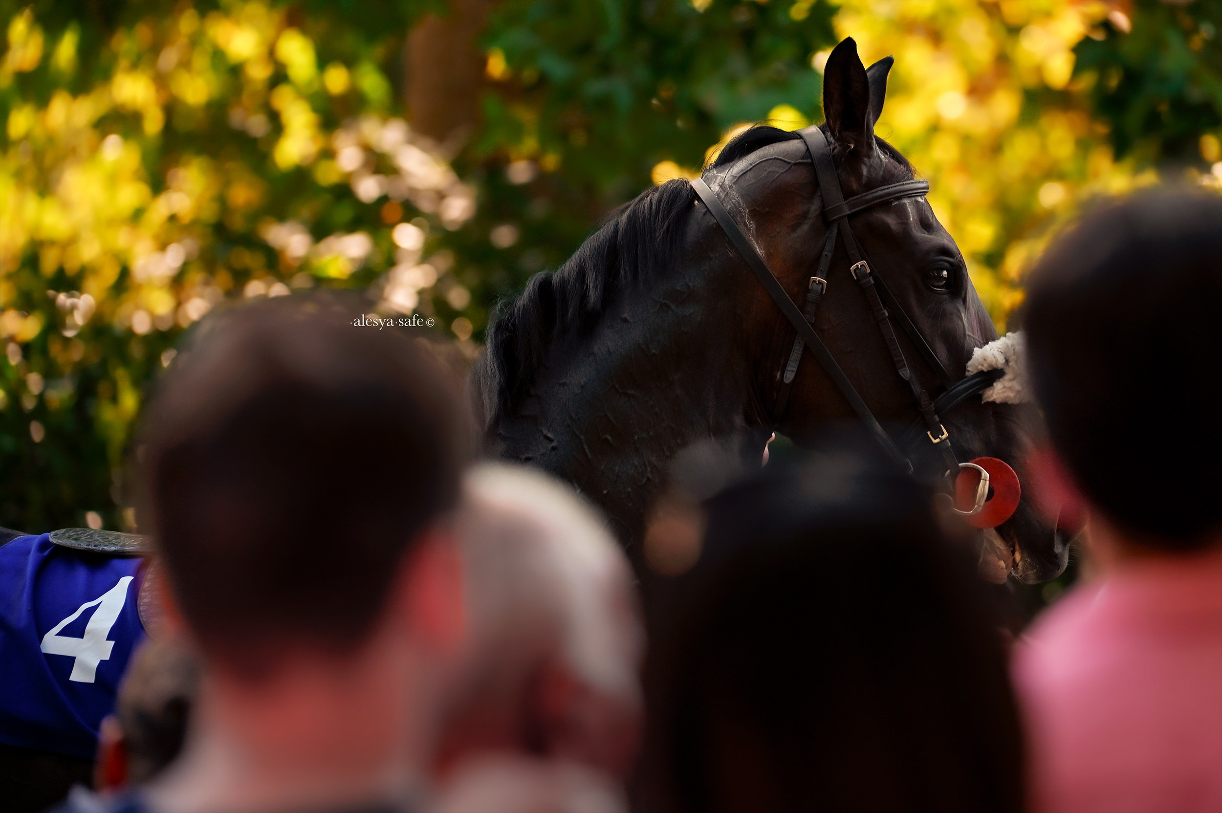 Скачки. Конный фотограф Alesya Safe