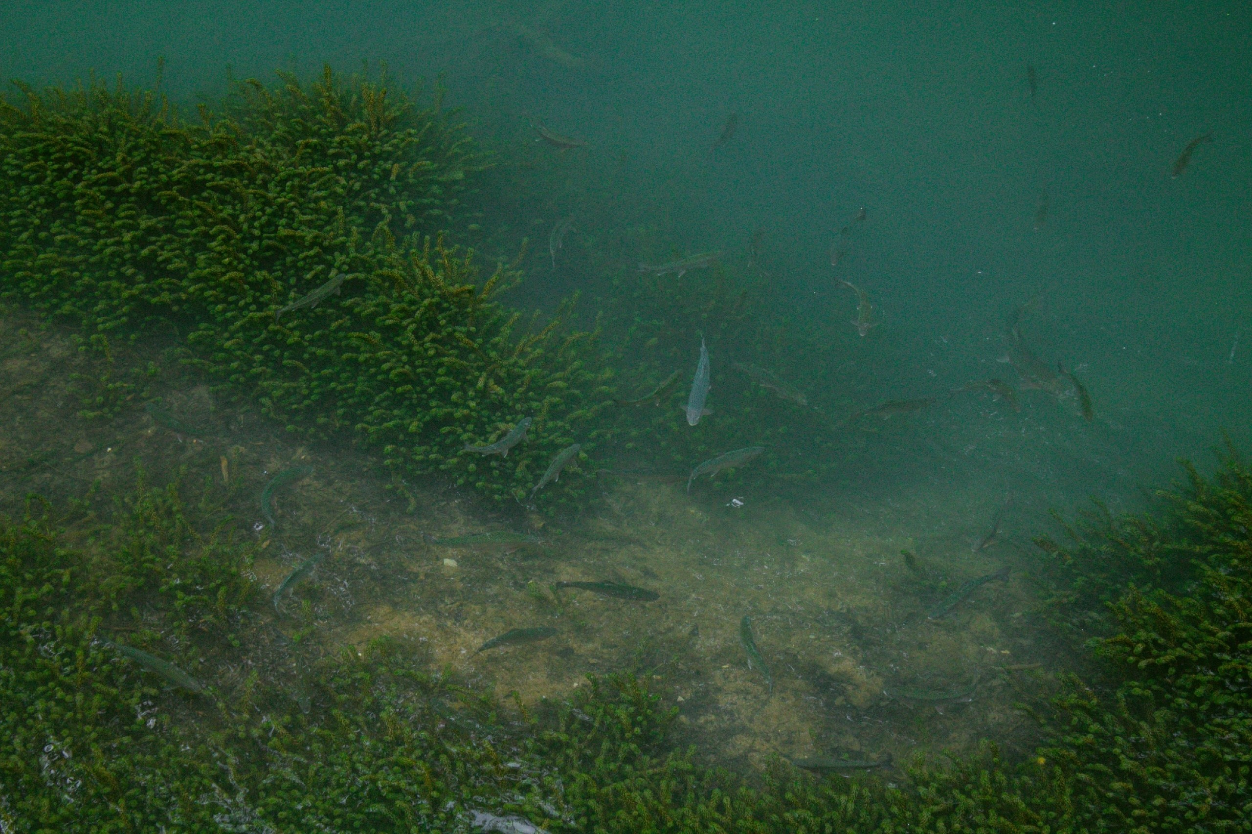 Абхазия. Фотограф и видеограф в Бугульме Аня Трутнева