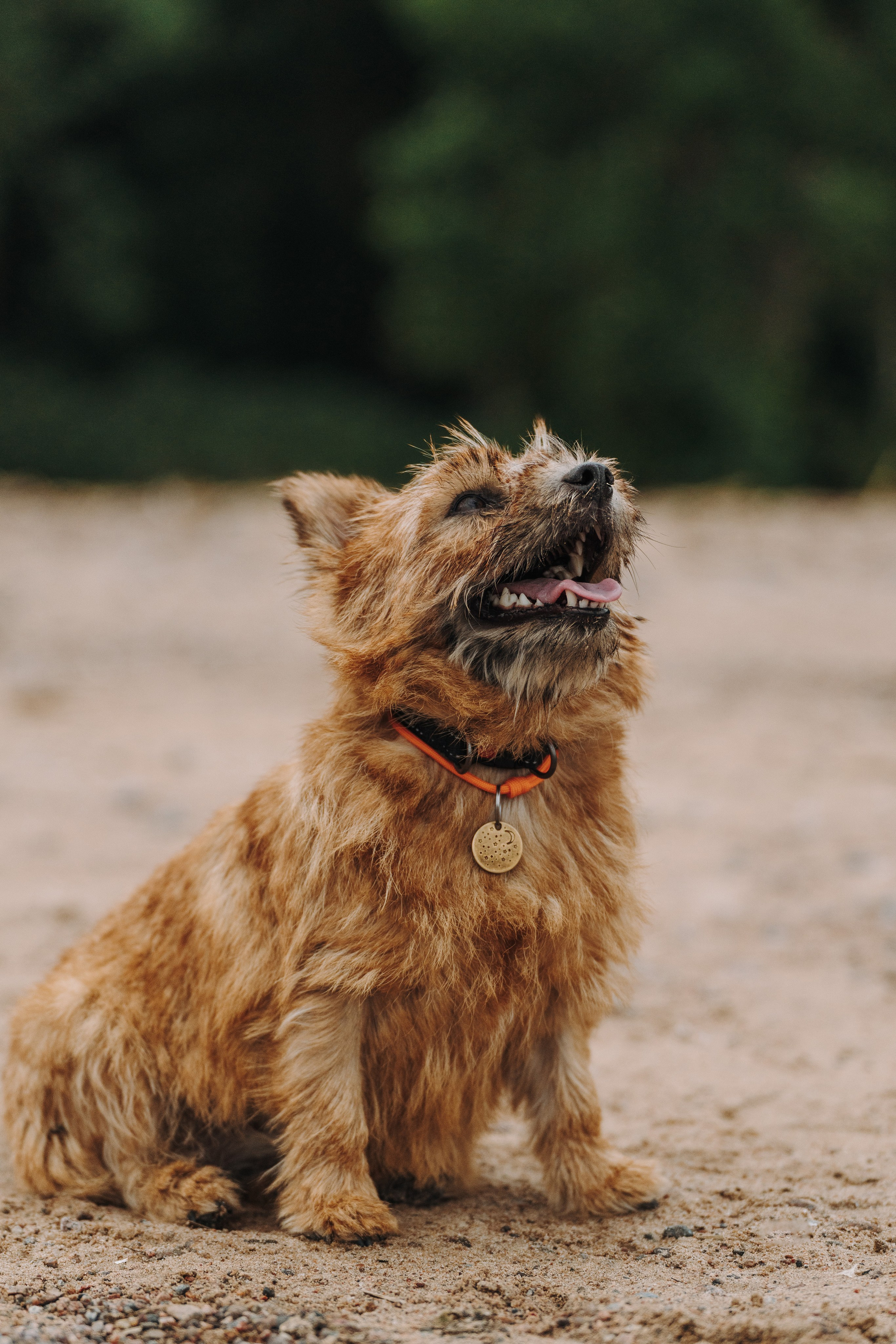 Семейная фотосессия с собакой Спб. Фотограф анималист в Спб недорого Олеся Майорова