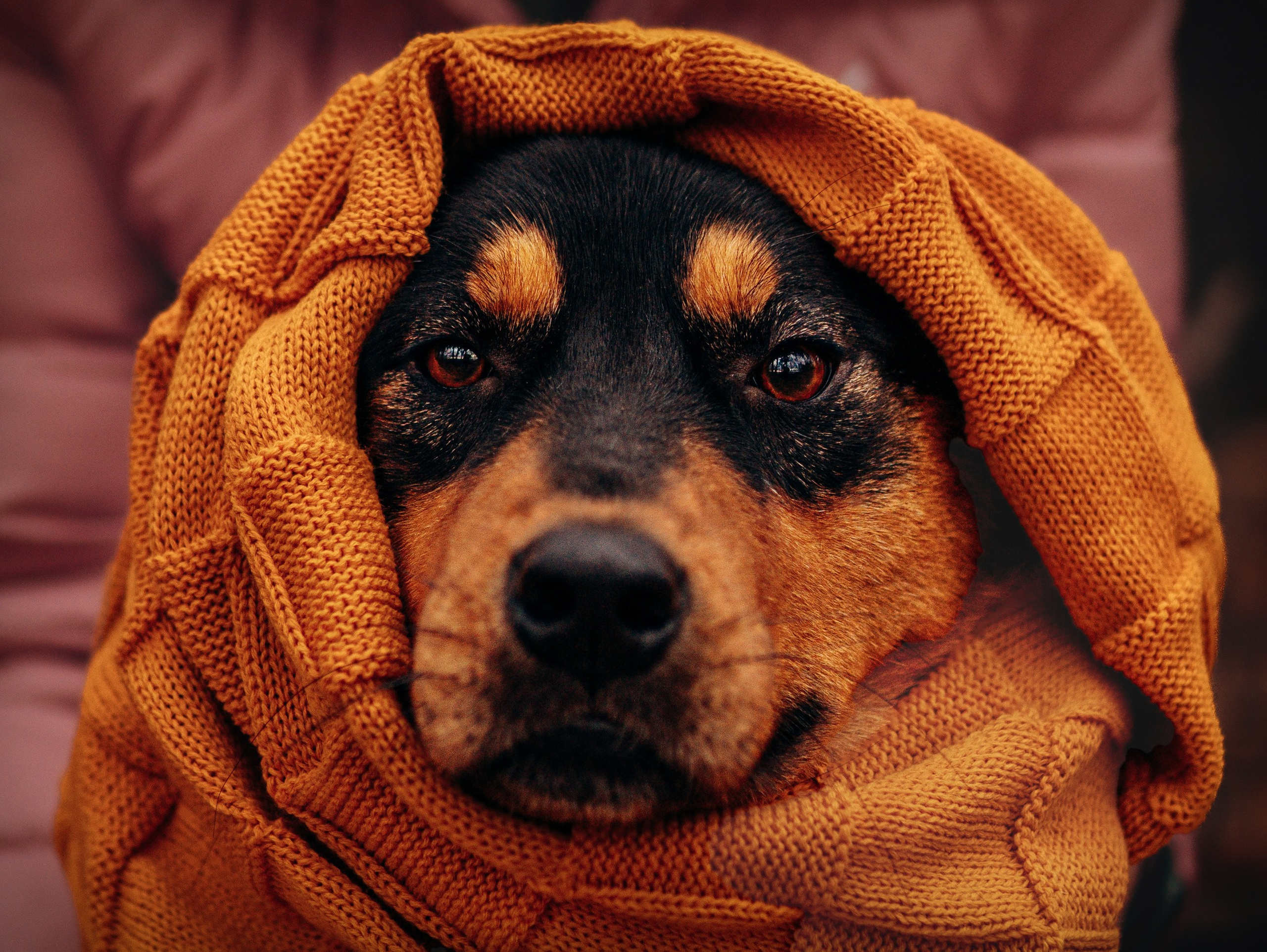 Глаша и Любовь. Фотограф анималист в Спб недорого Олеся Майорова