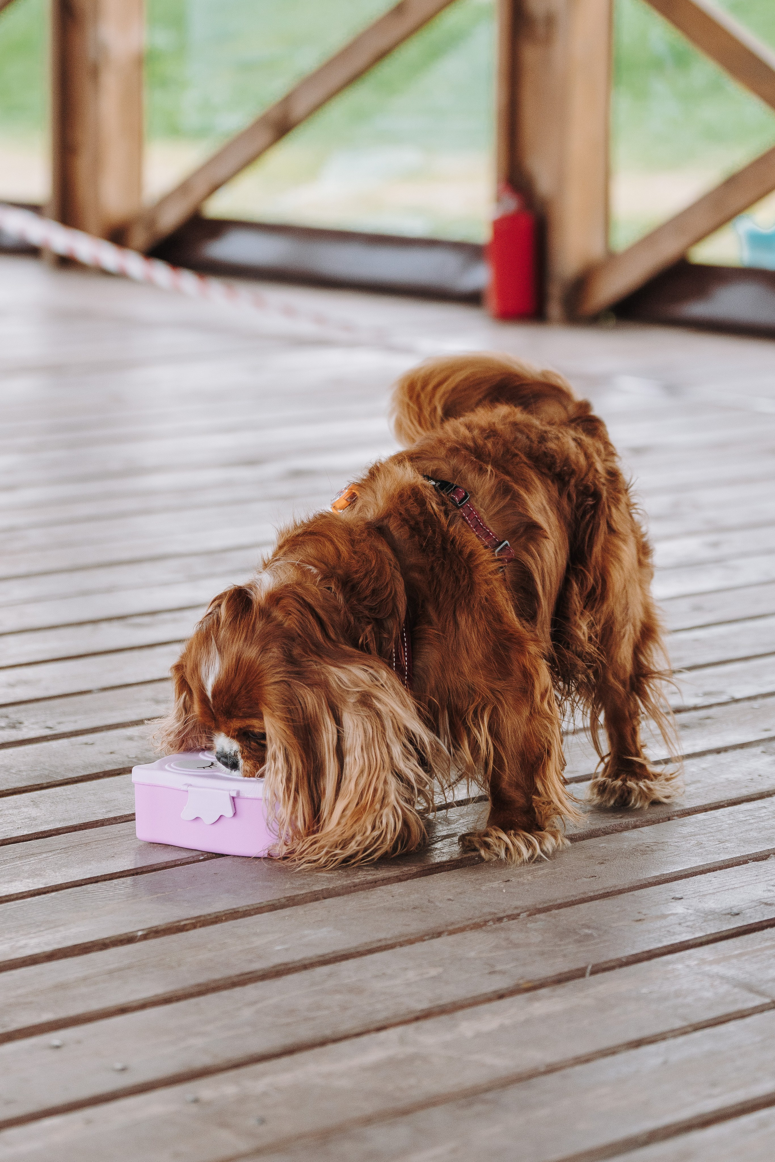 Соревнования по ноузворку в Лосево. Фотограф анималист в Спб недорого Олеся Майорова