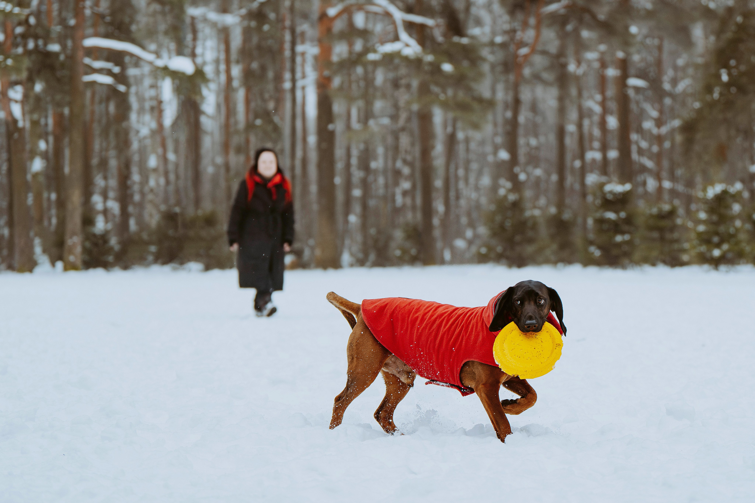 Ольга, Рора и Румпель. Фотограф анималист в Спб недорого Олеся Майорова